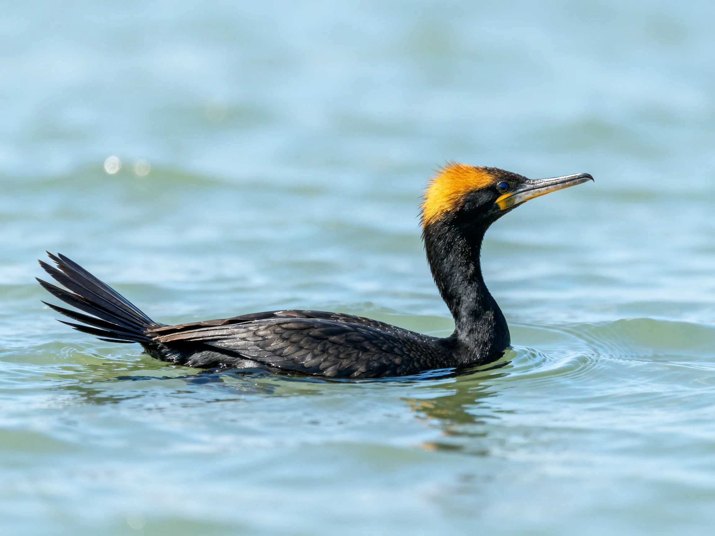 A black-feathered bird with golden crest swims in calm water