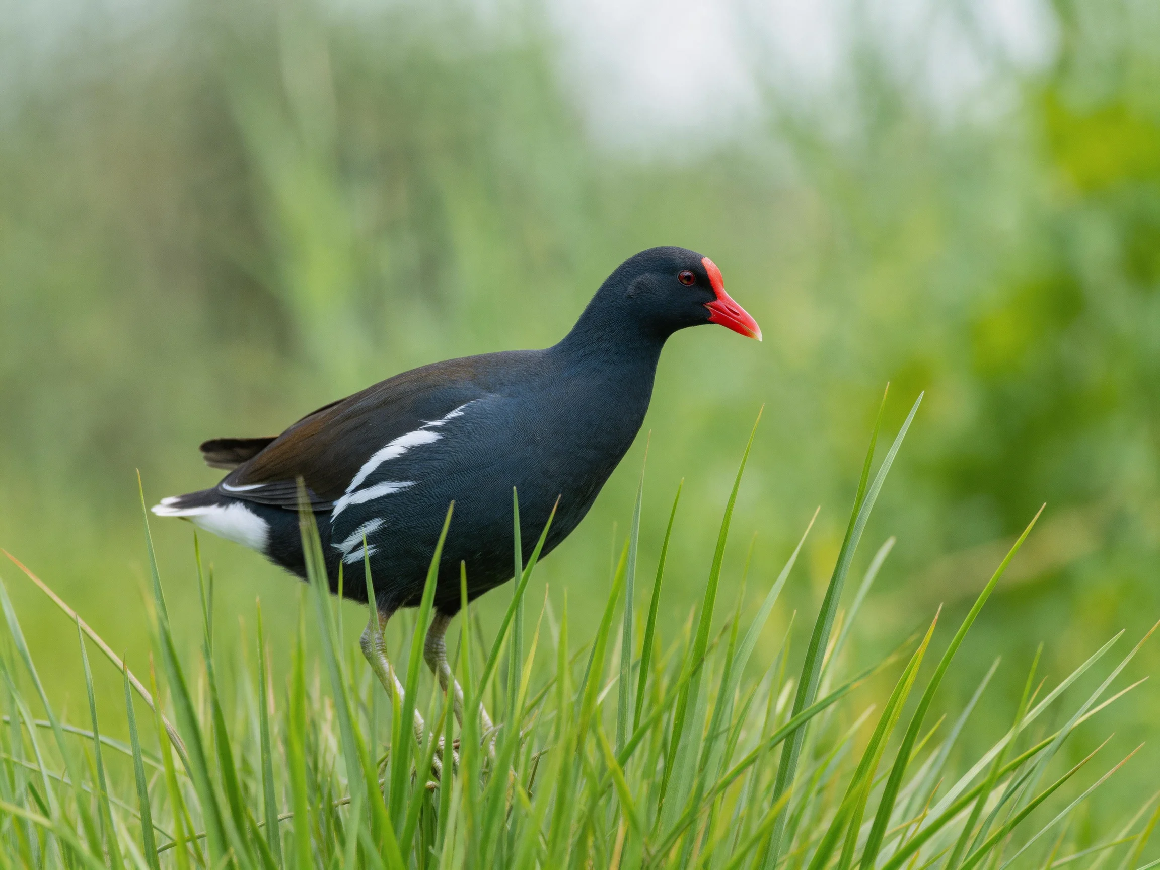 A black-feathered bird with red beak in lush greenery