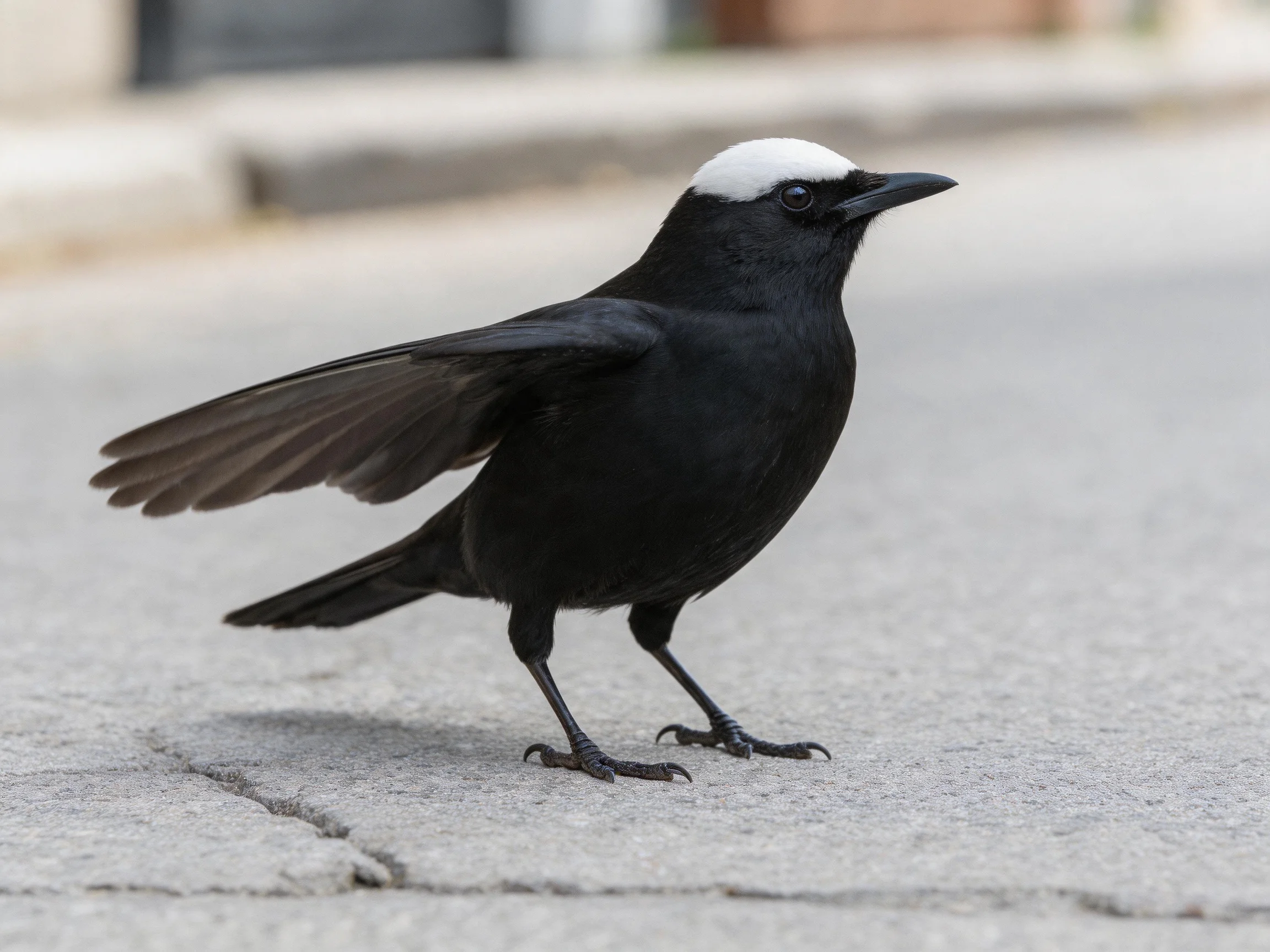 A black-feathered bird with white crown stands on pavement