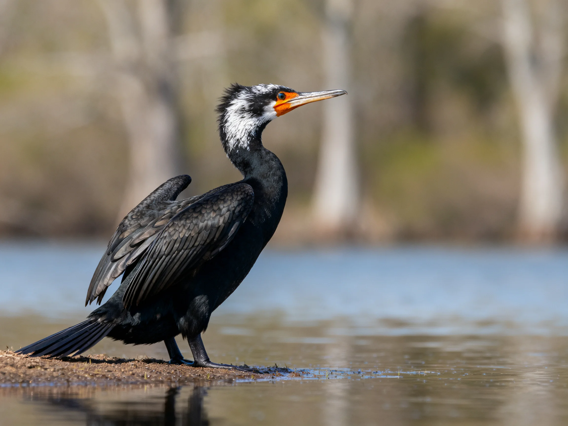 A black-feathered cormorant with white neck stands by calm water