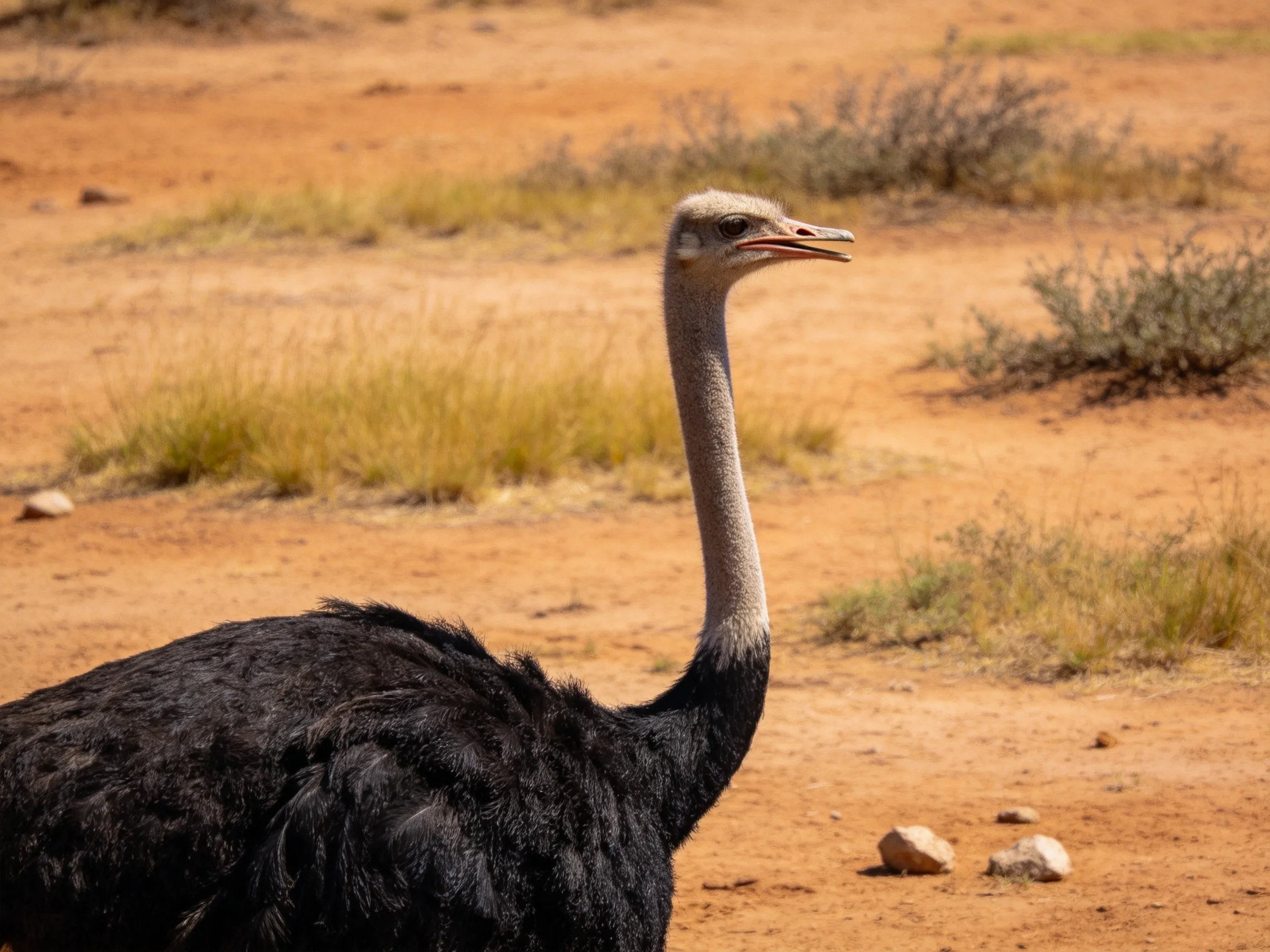A black-feathered ostrich in a dry, sandy landscape with sparse vegetation