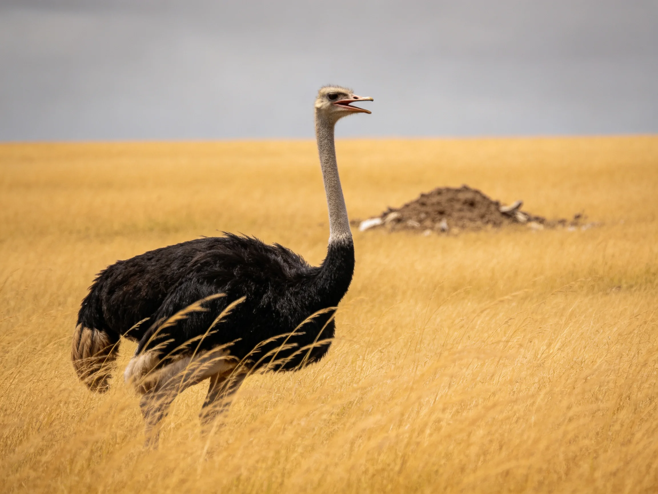 A black-feathered ostrich stands in golden savannah grass