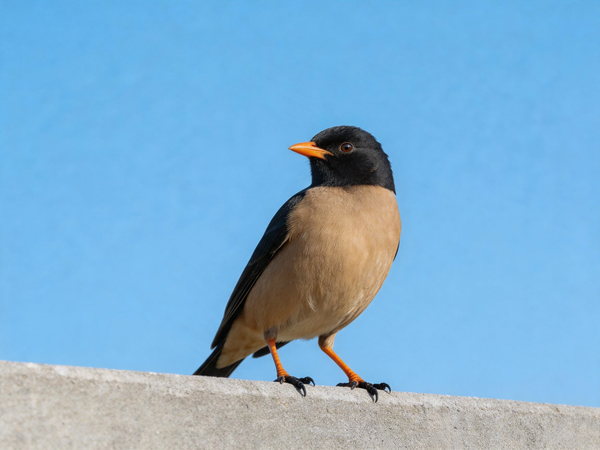 A black-headed bird with an orange beak perches on a concrete ledge