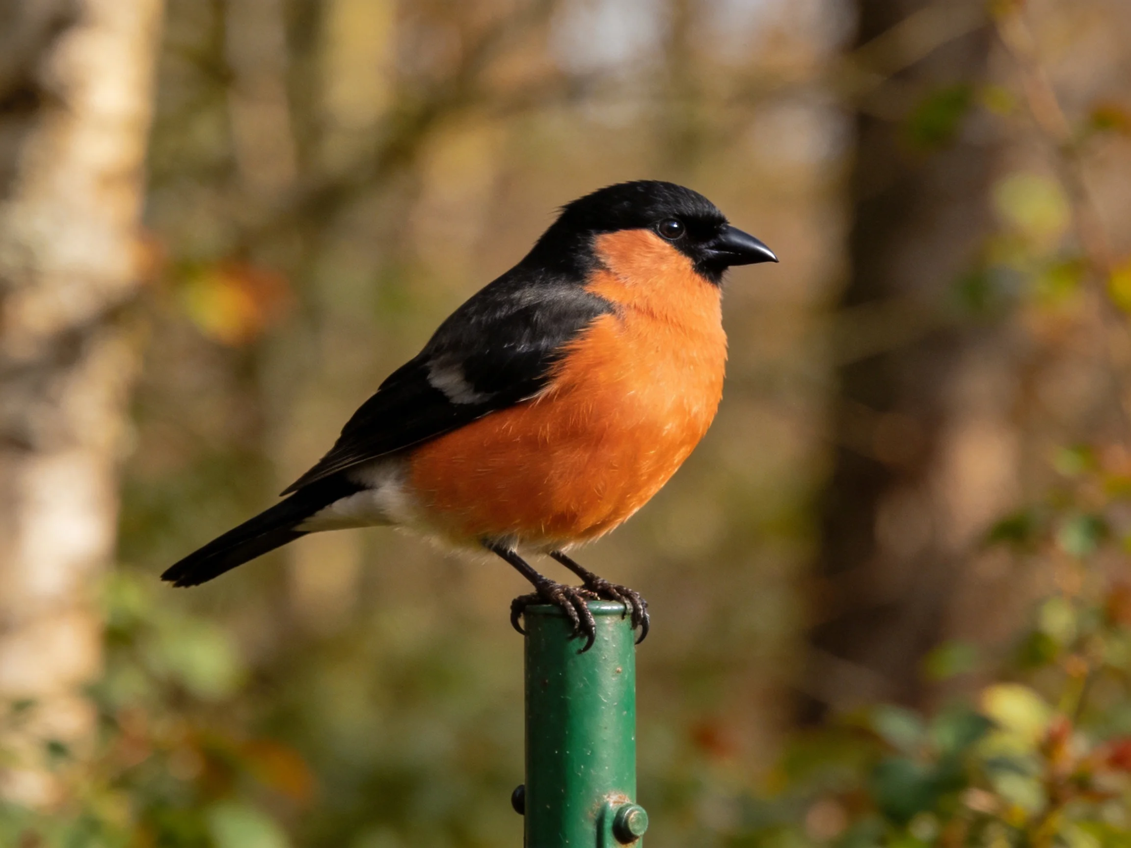 A black-headed bird with orange chest perched on a green pole