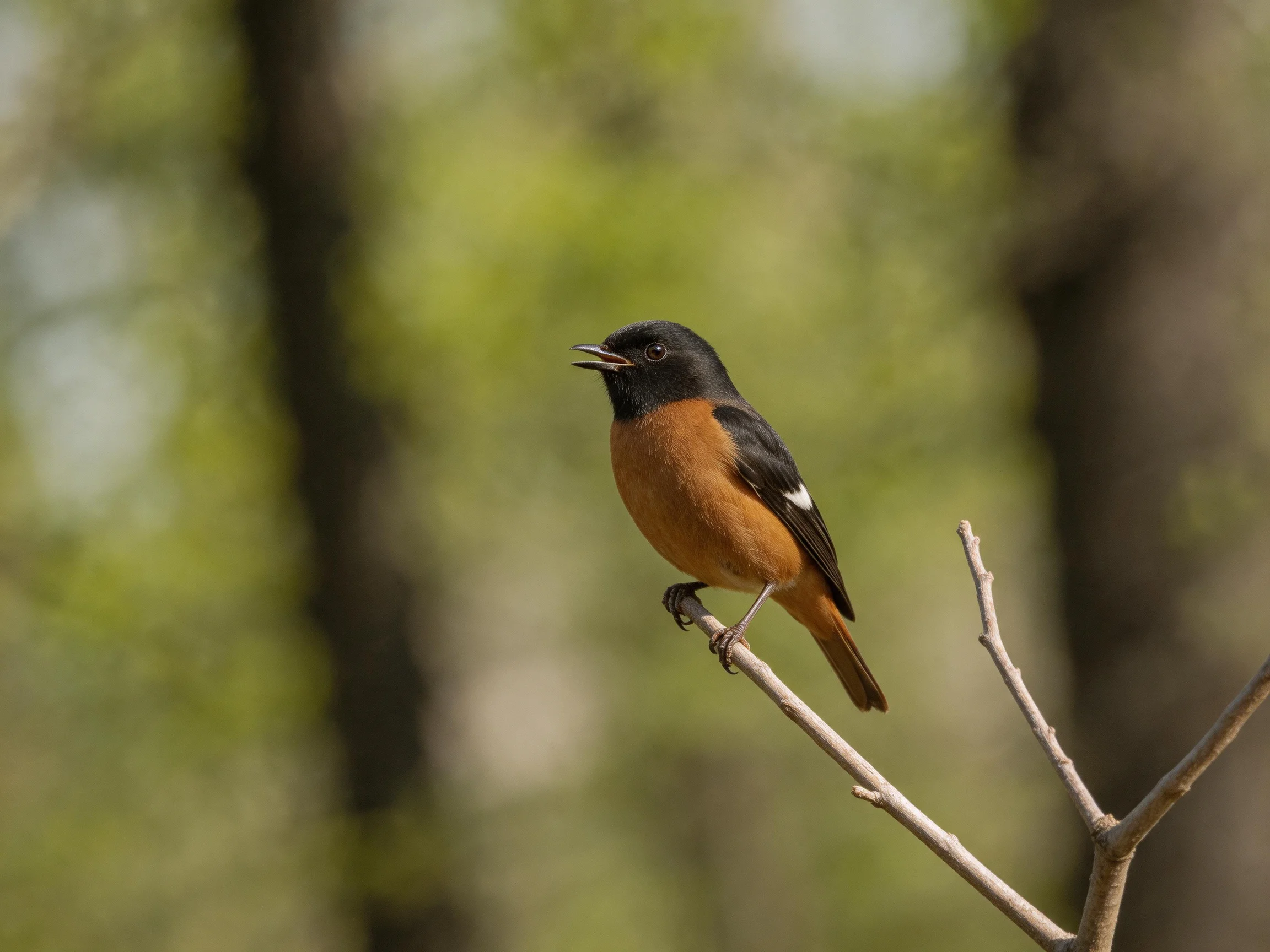 A black-headed bird with rust plumage perches on a thin branch