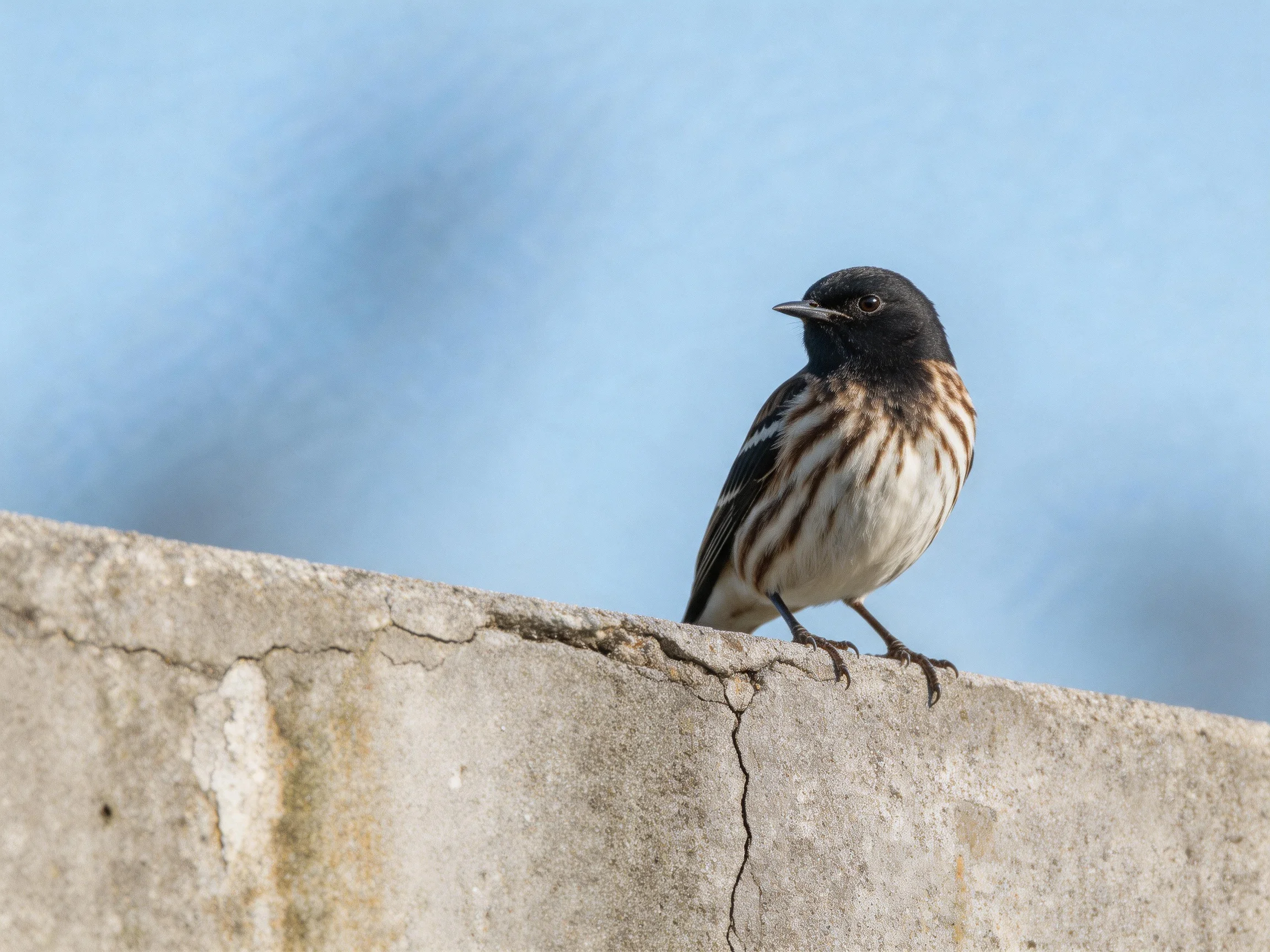 A black-headed bird with striped plumage perches on a weathered concrete ledge