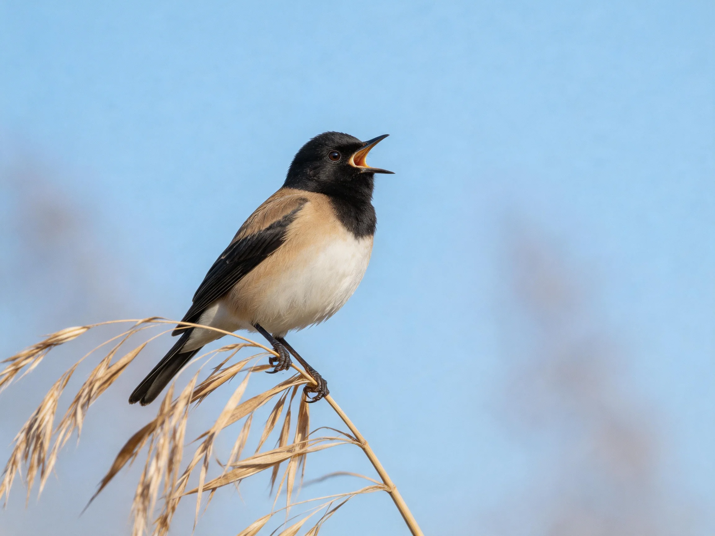 A small bird with black, tan, and white feathers perches on golden reeds under a clear blue sky.