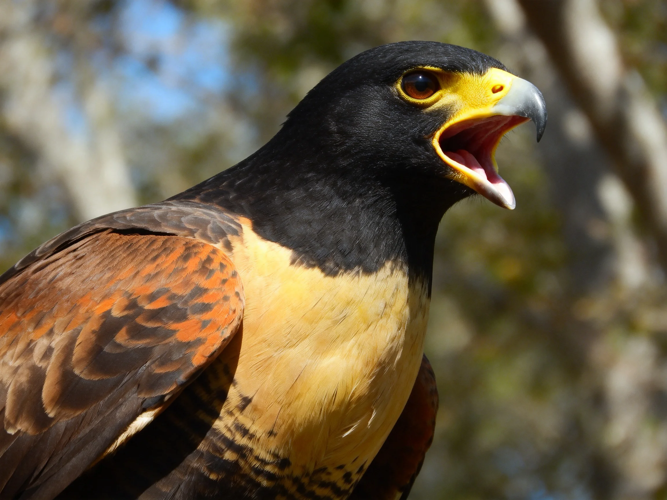 A black-headed bird with yellow chest and brown wing patterns