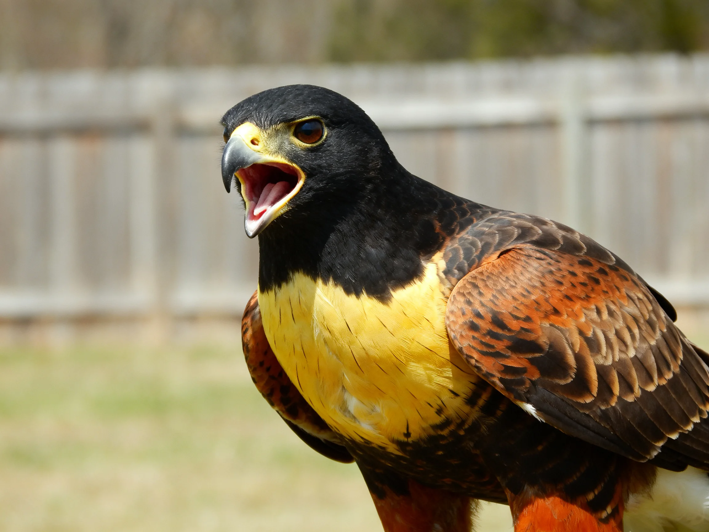 A black-headed bird with yellow chest and reddish-brown wings