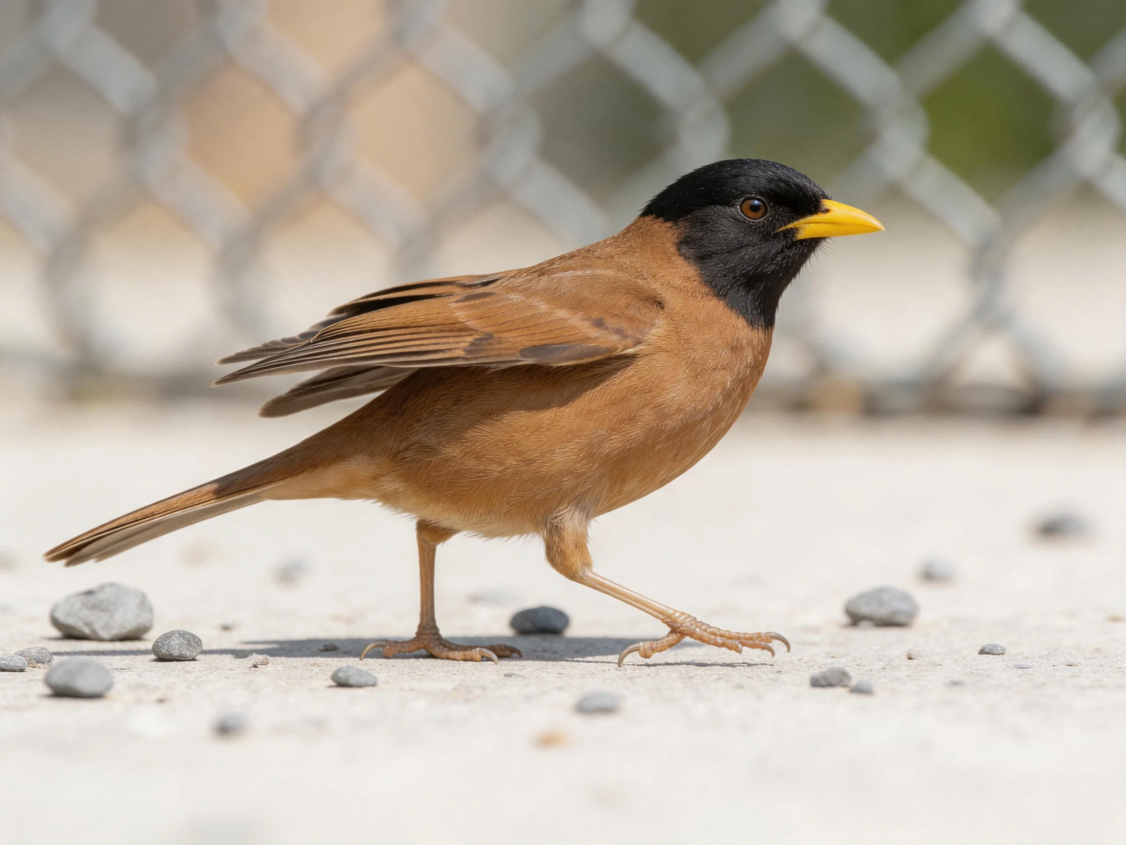 A black-headed brown bird with a yellow beak walking near pebbles