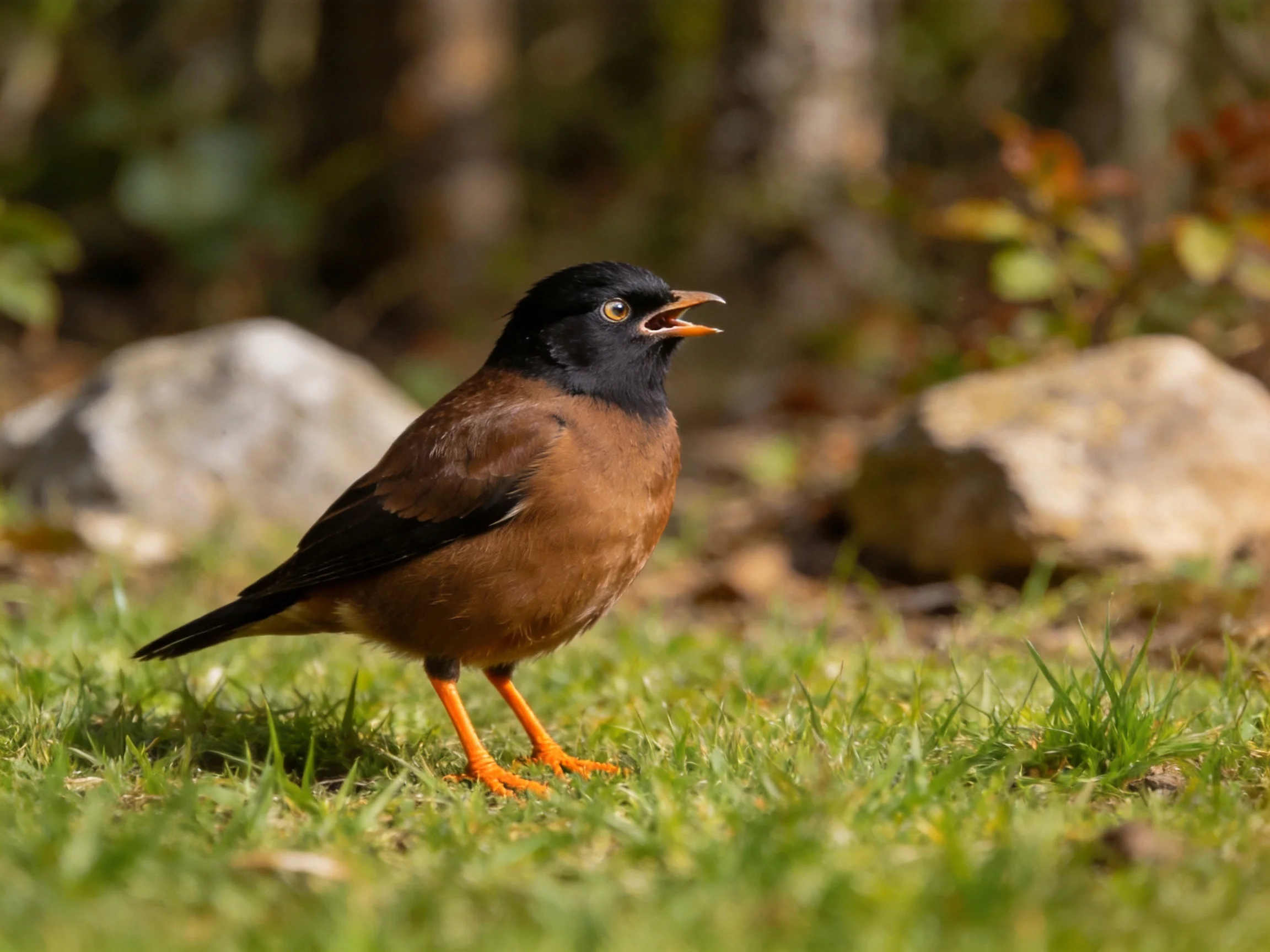 A black-headed brown bird with orange feet on grass