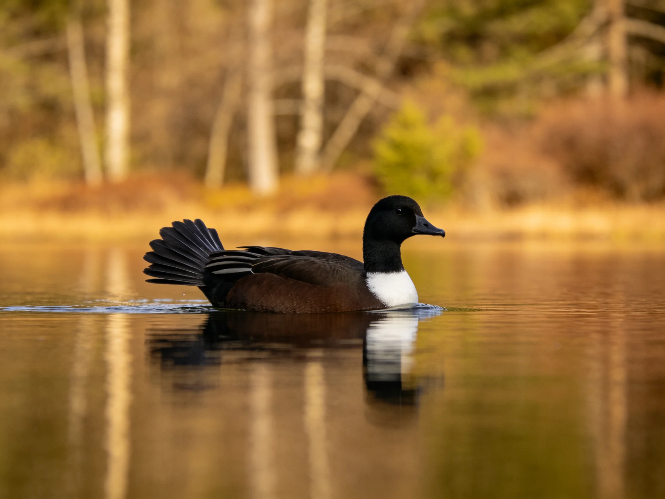 A black-headed duck glides through calm water near autumnal trees