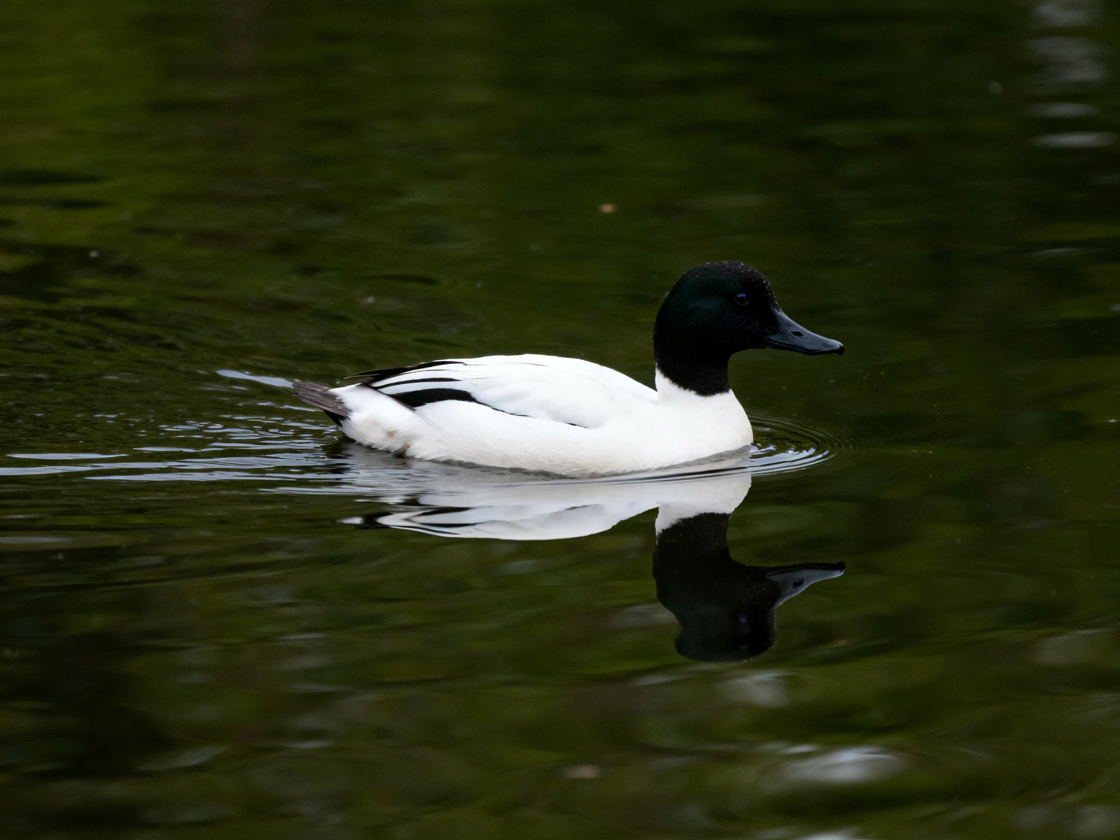 A black-headed duck gliding over calm green water