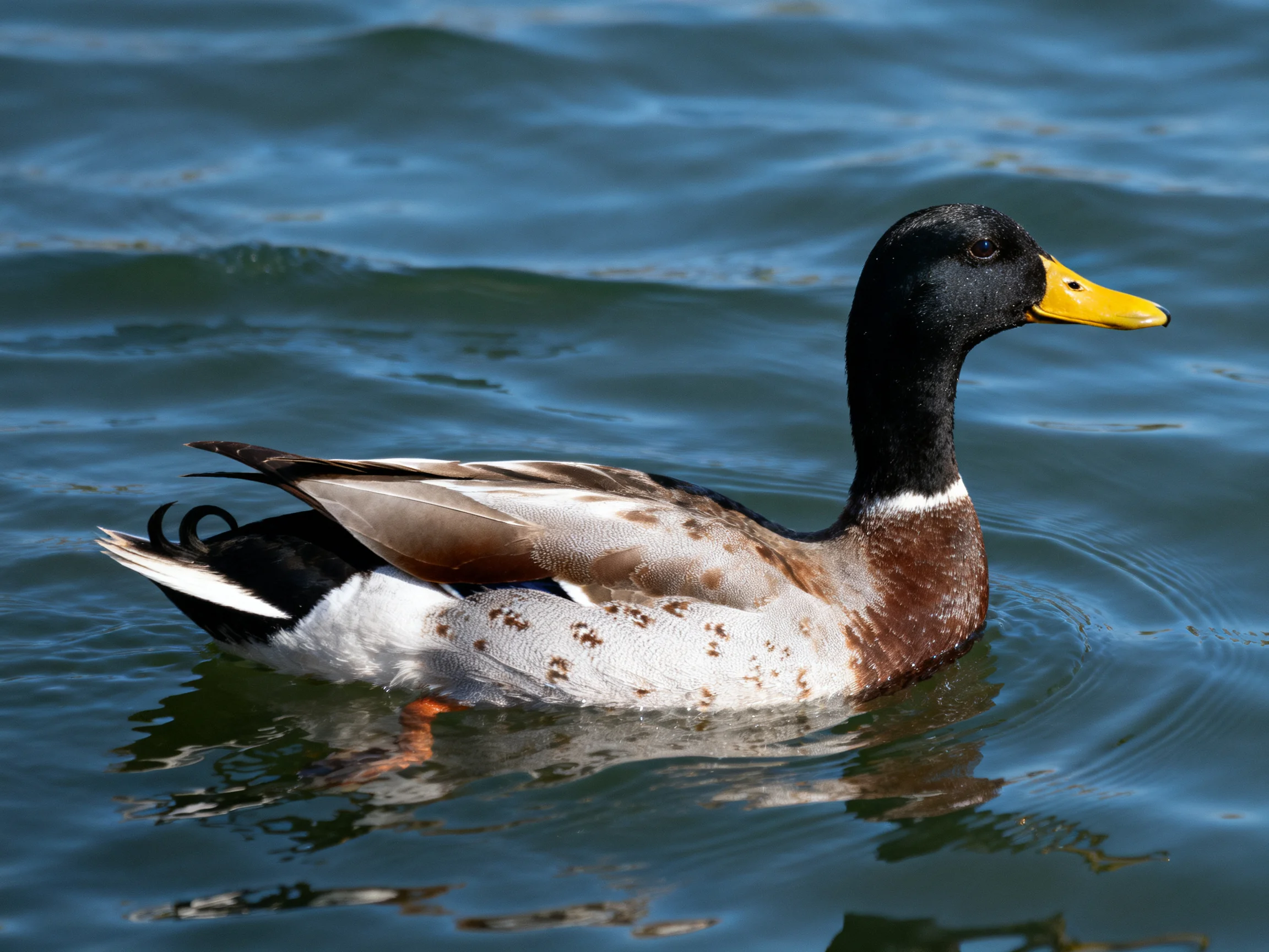 A black-headed duck swims in rippling blue water