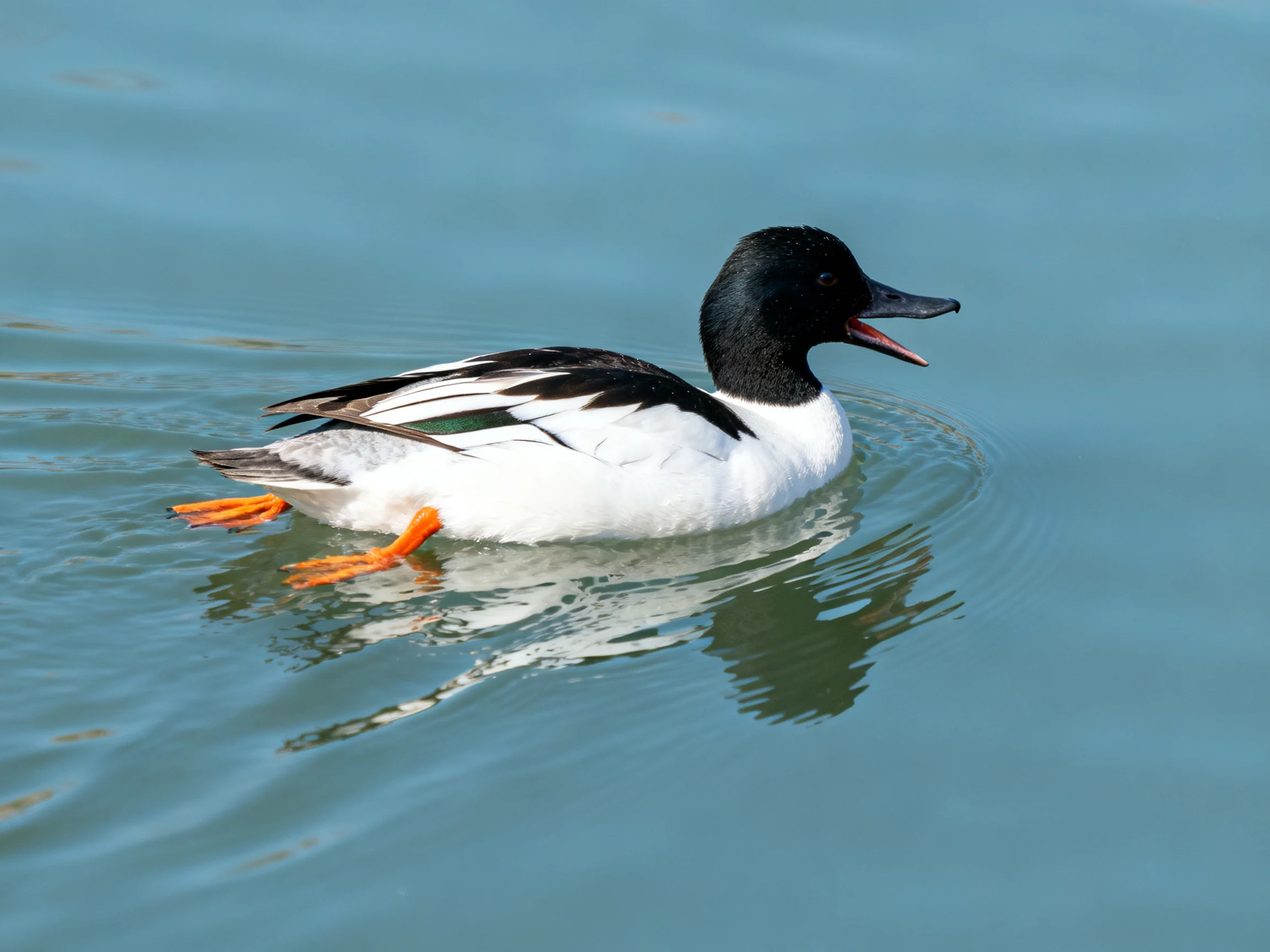 A black-headed duck with white plumage swims in blue water