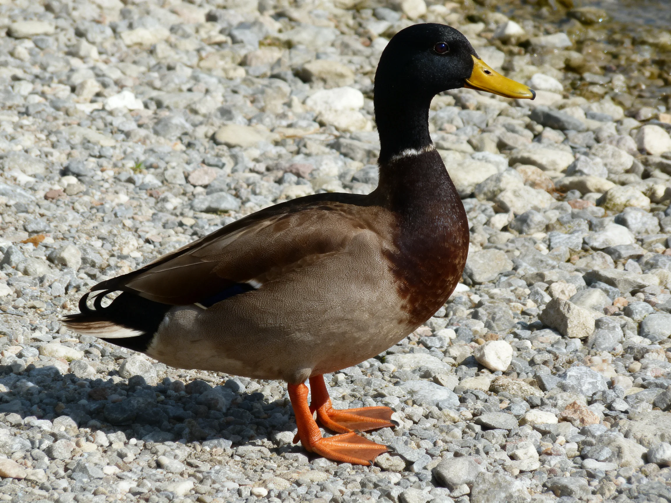 A black-headed duck with yellow beak on pebbly