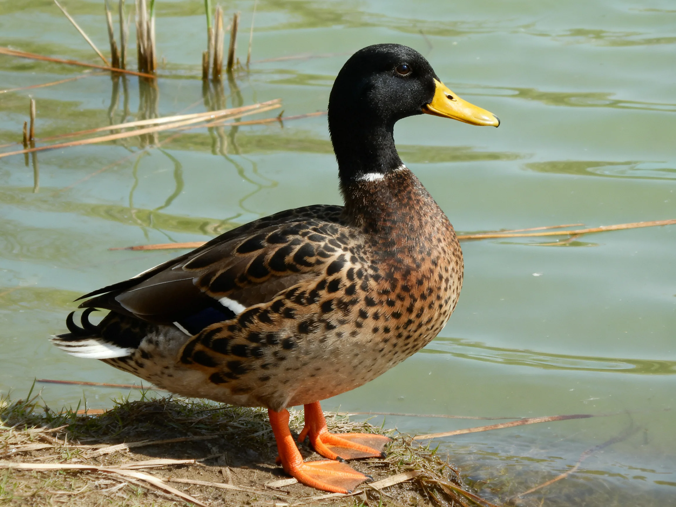 A black-headed duck with yellow beak stands by calm water