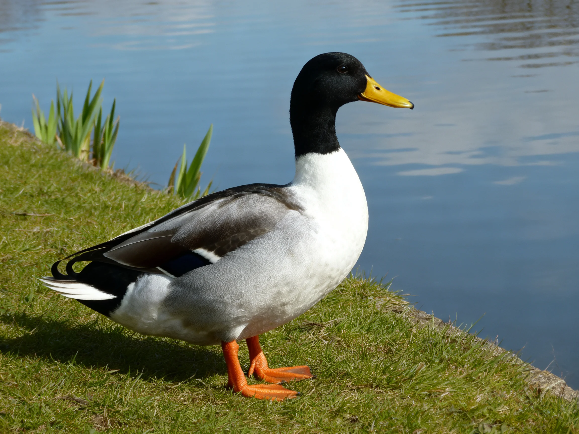 A duck with a black head, yellow beak, and orange feet is near calm water.