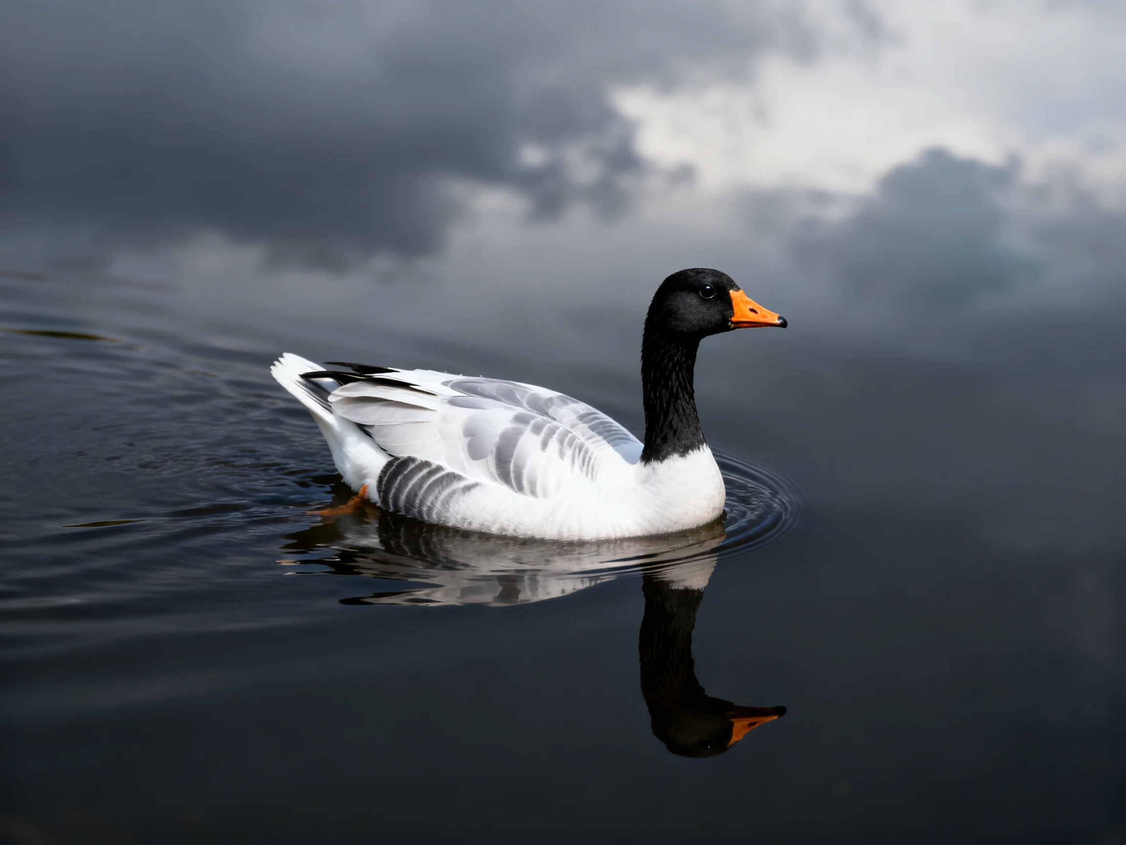A black-headed goose glides through calm water with stormy sky reflections