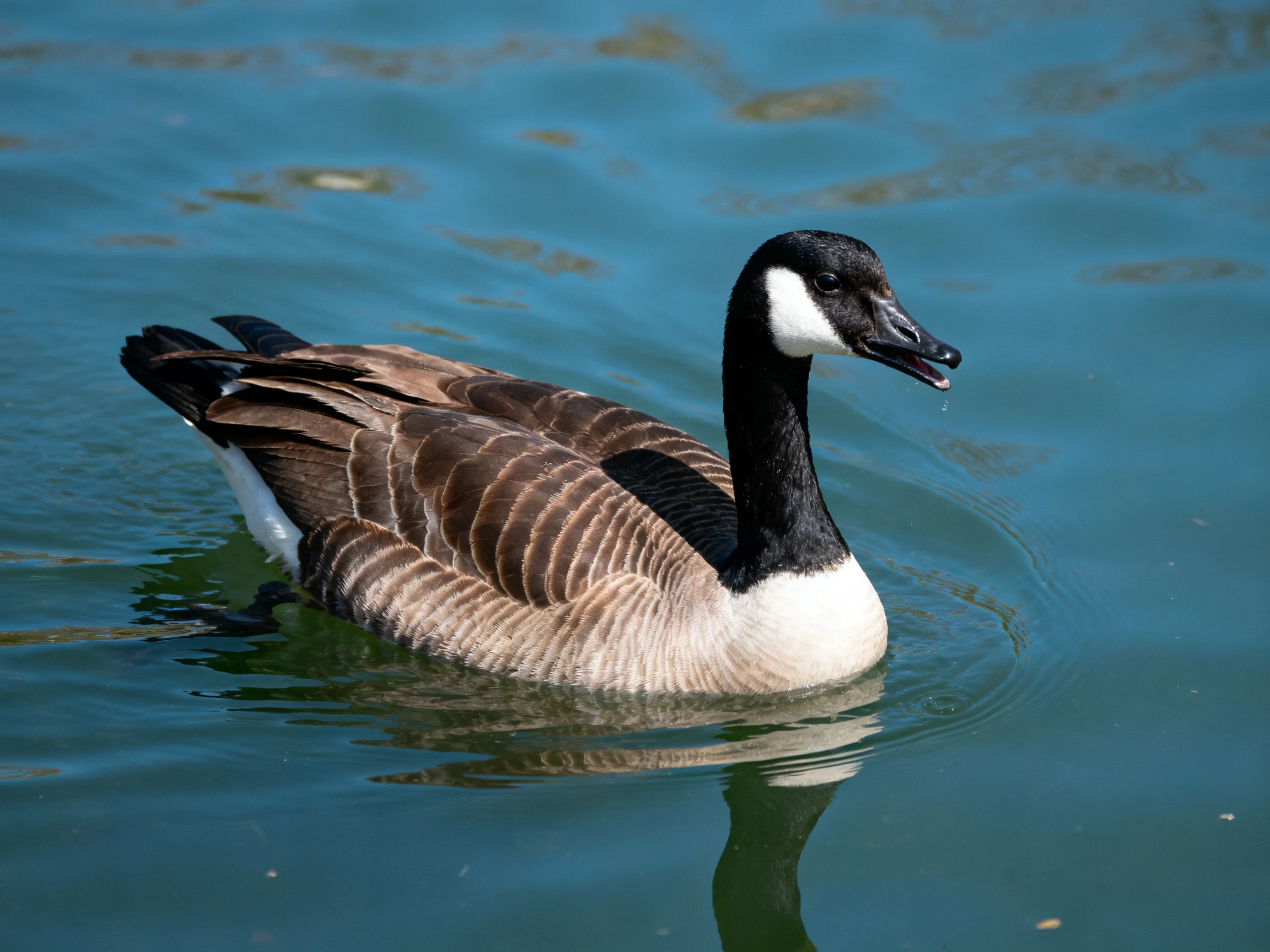A black-headed goose swims in blue water