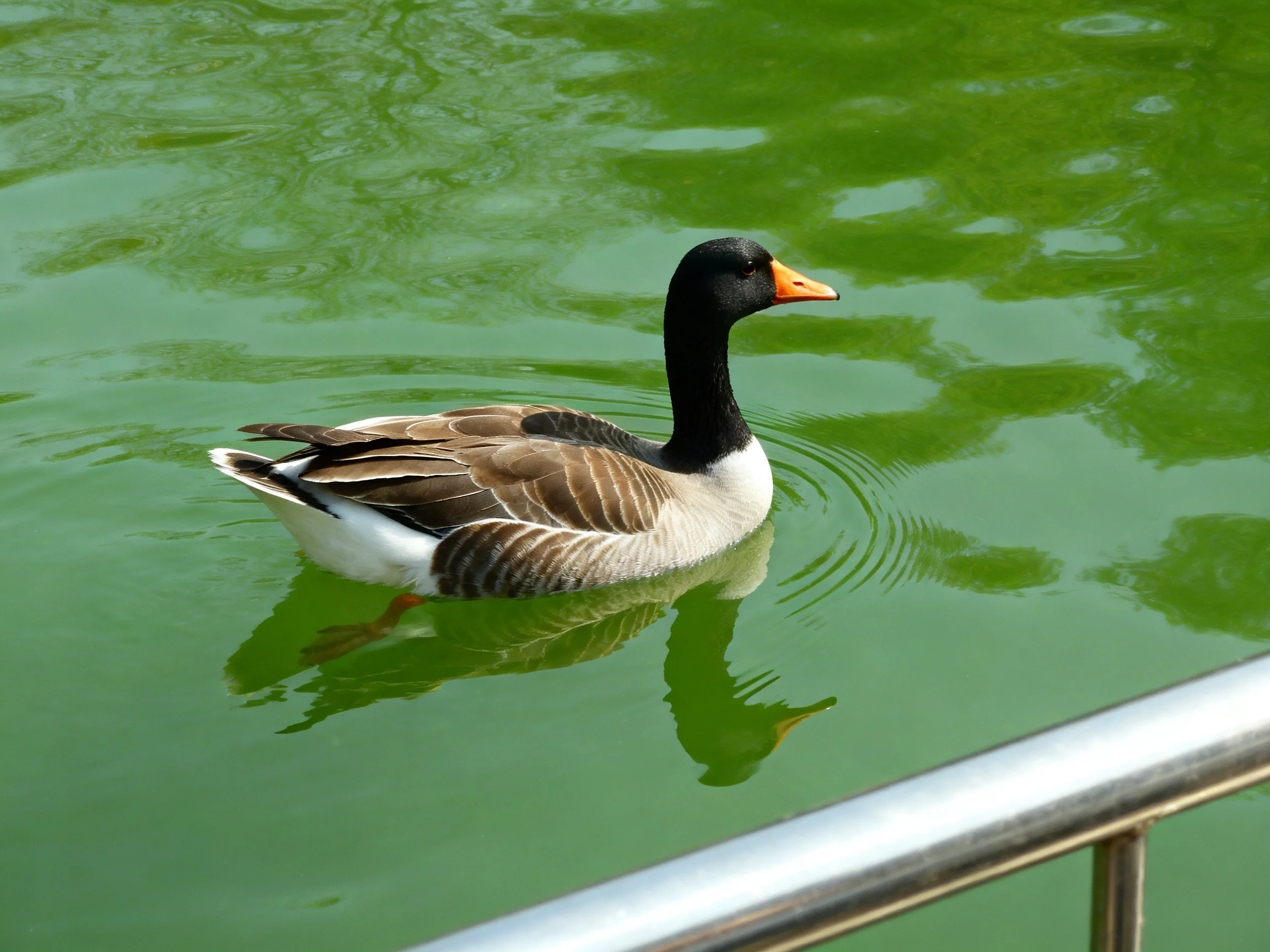 A black-headed goose swims in green water near a metal railing