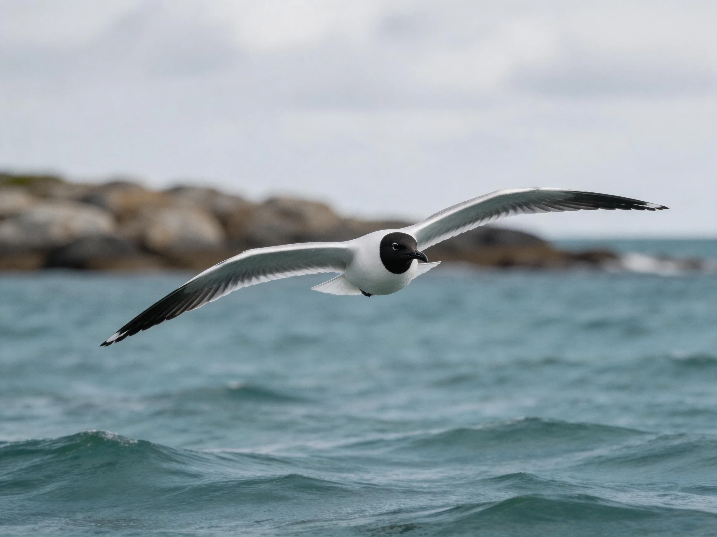 A black-headed gull flying over blue ocean waters near rocky shore