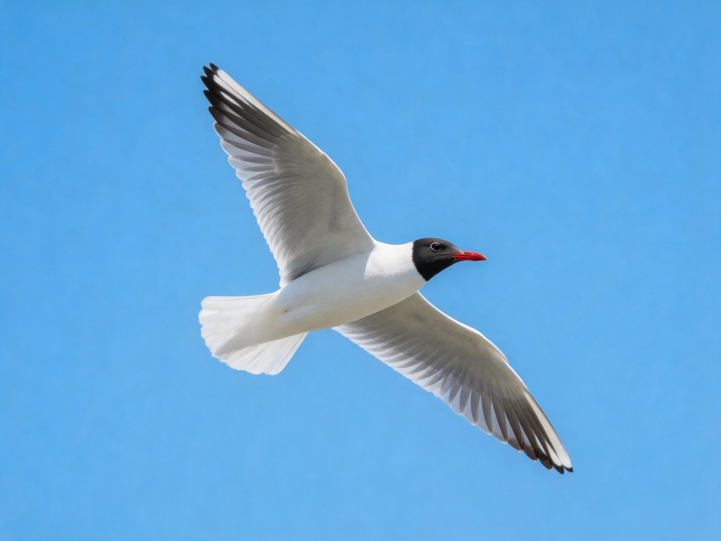 A black-headed gull soars with white wings and red beak