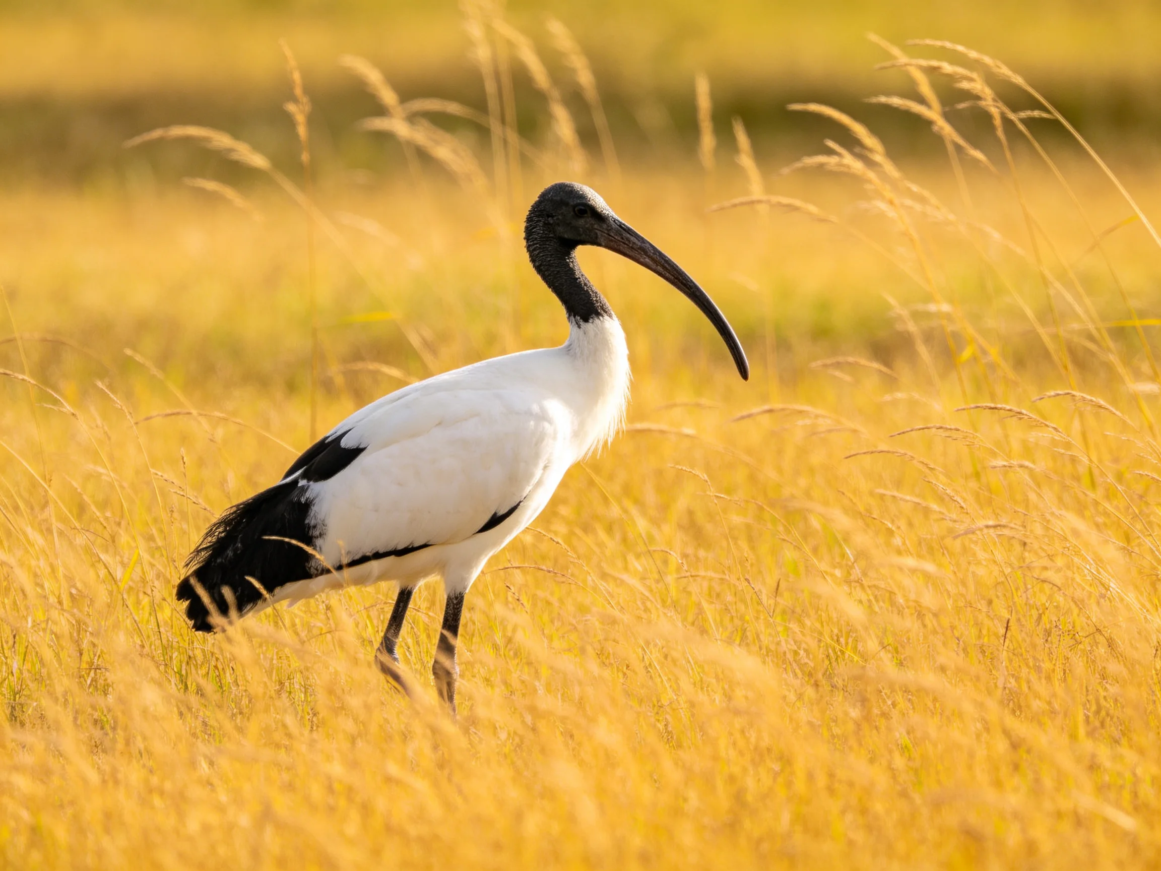 A black-headed ibis with long curved beak in golden grasslands