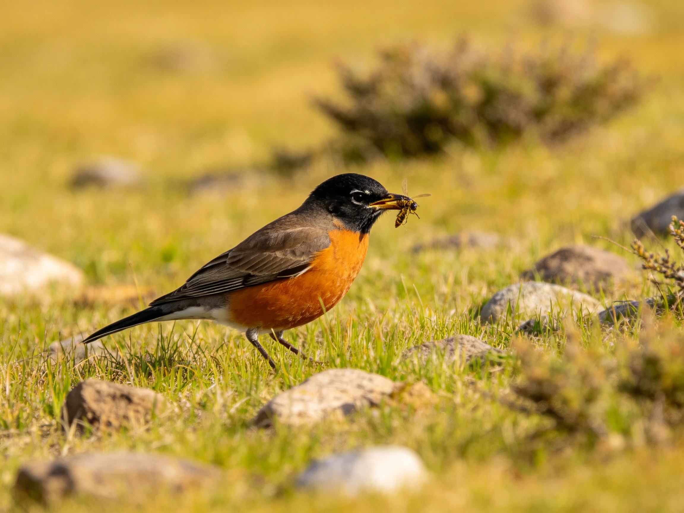 A black-headed robin with orange chest near rocks