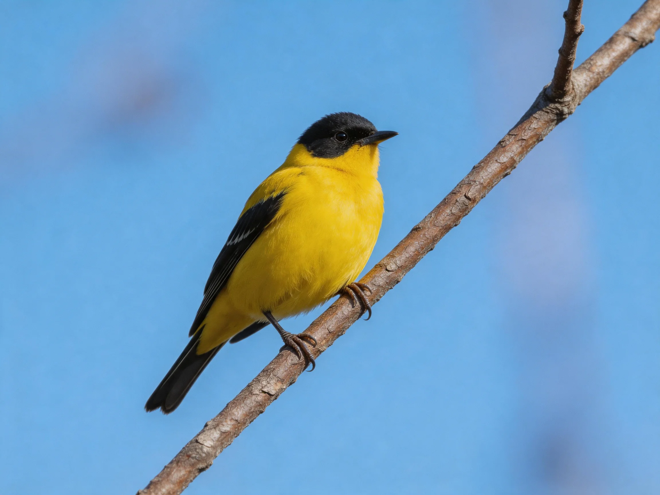 A black-headed yellow bird perched on a brown tree branch
