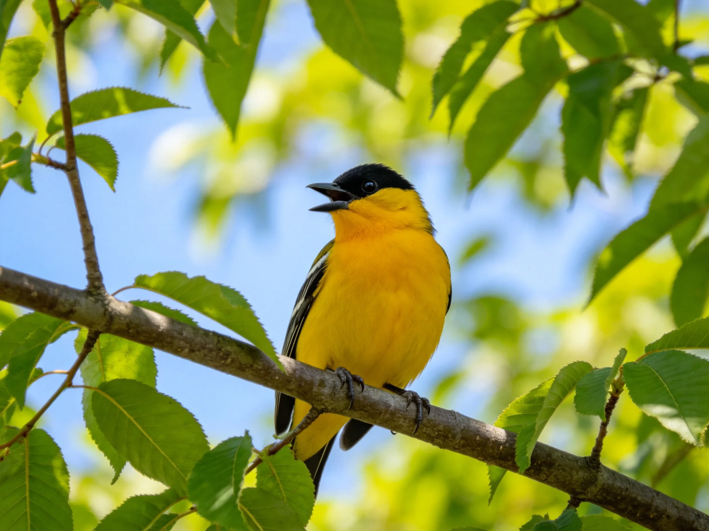 A black-headed yellow bird perches on a leafy tree branch