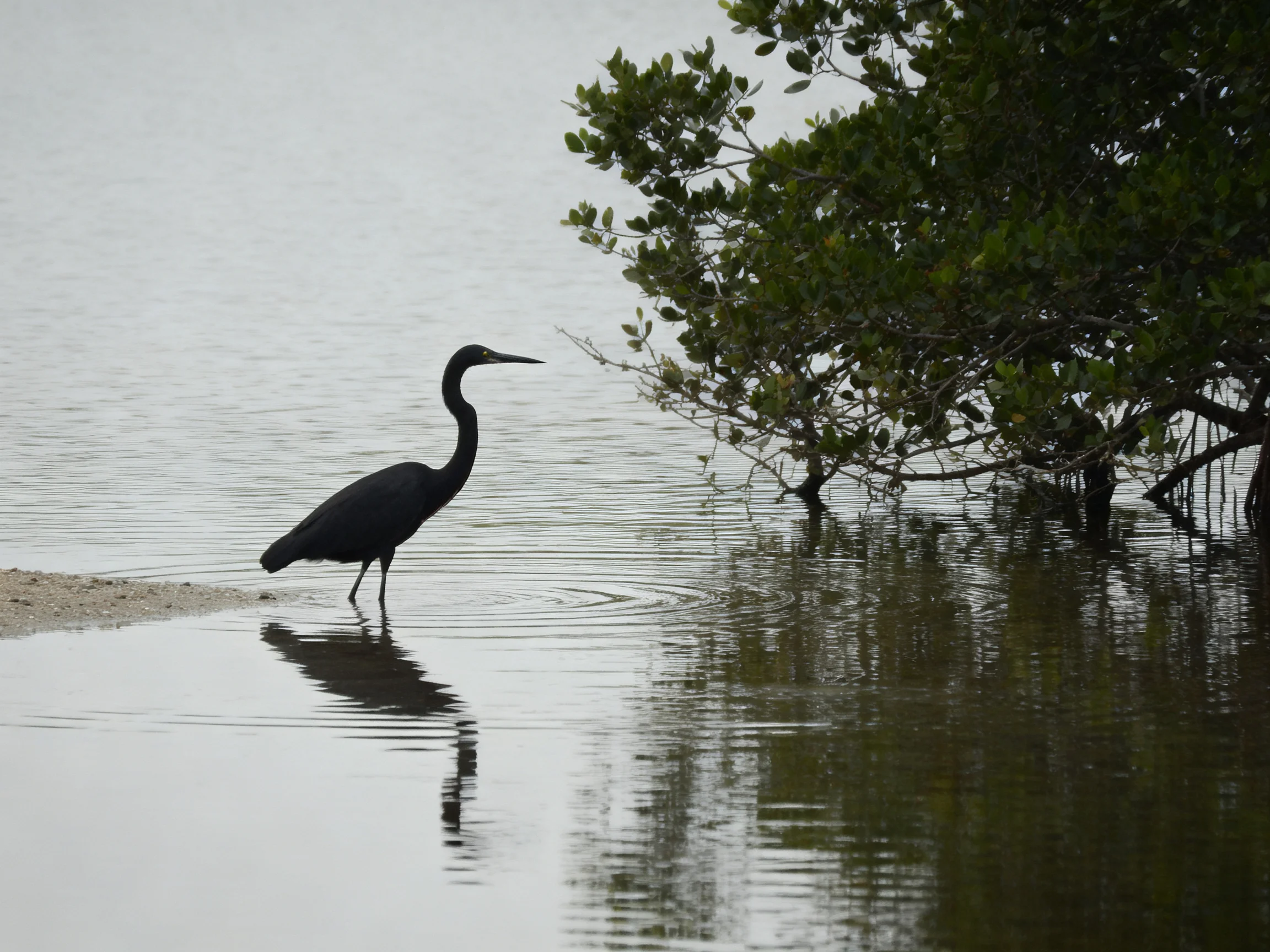 A black heron wades in calm waters beside lush mangrove trees