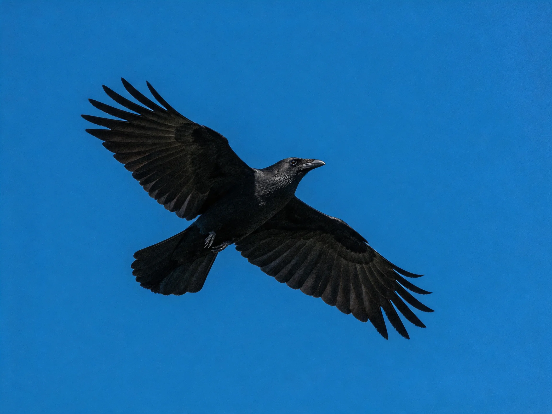 A black raven soaring through a clear blue sky