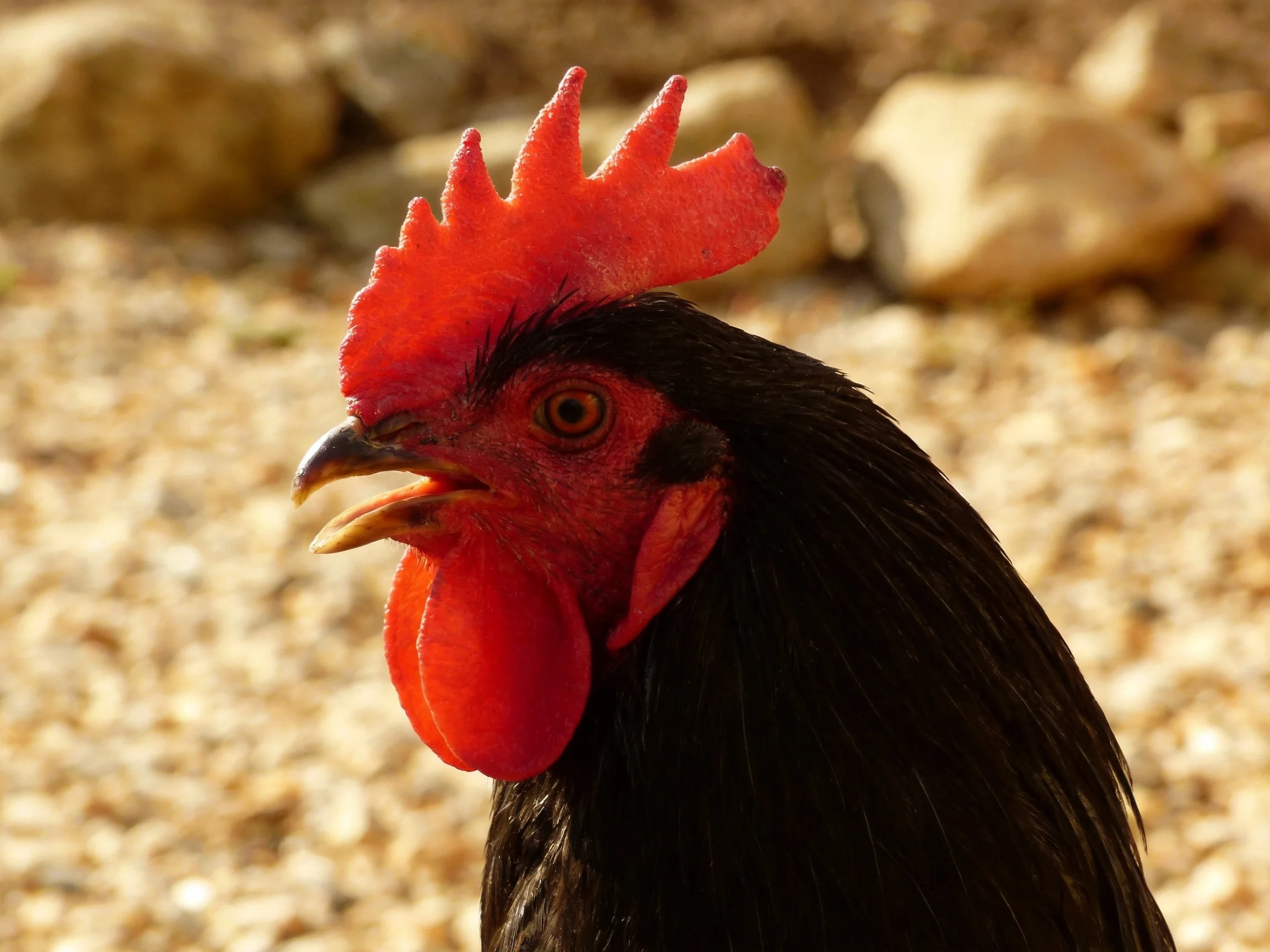A black rooster with vibrant red comb and wattle
