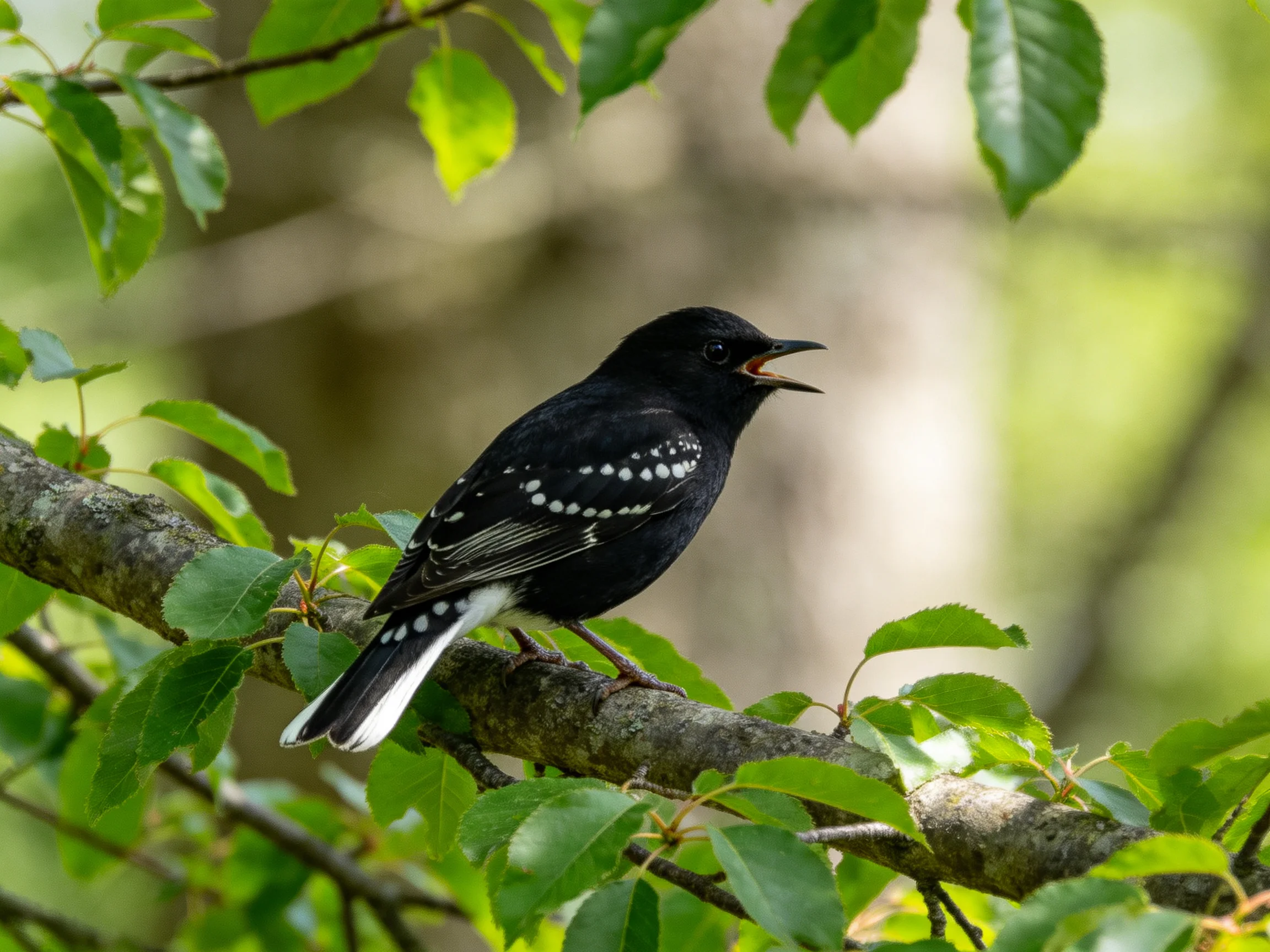 A black-spotted bird perches on a leafy tree branch