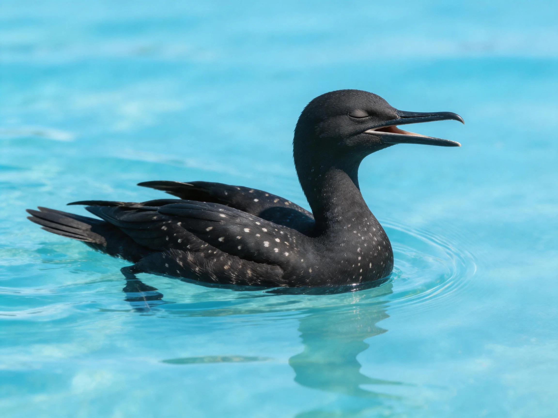 A black spotted seabird gliding through clear turquoise water