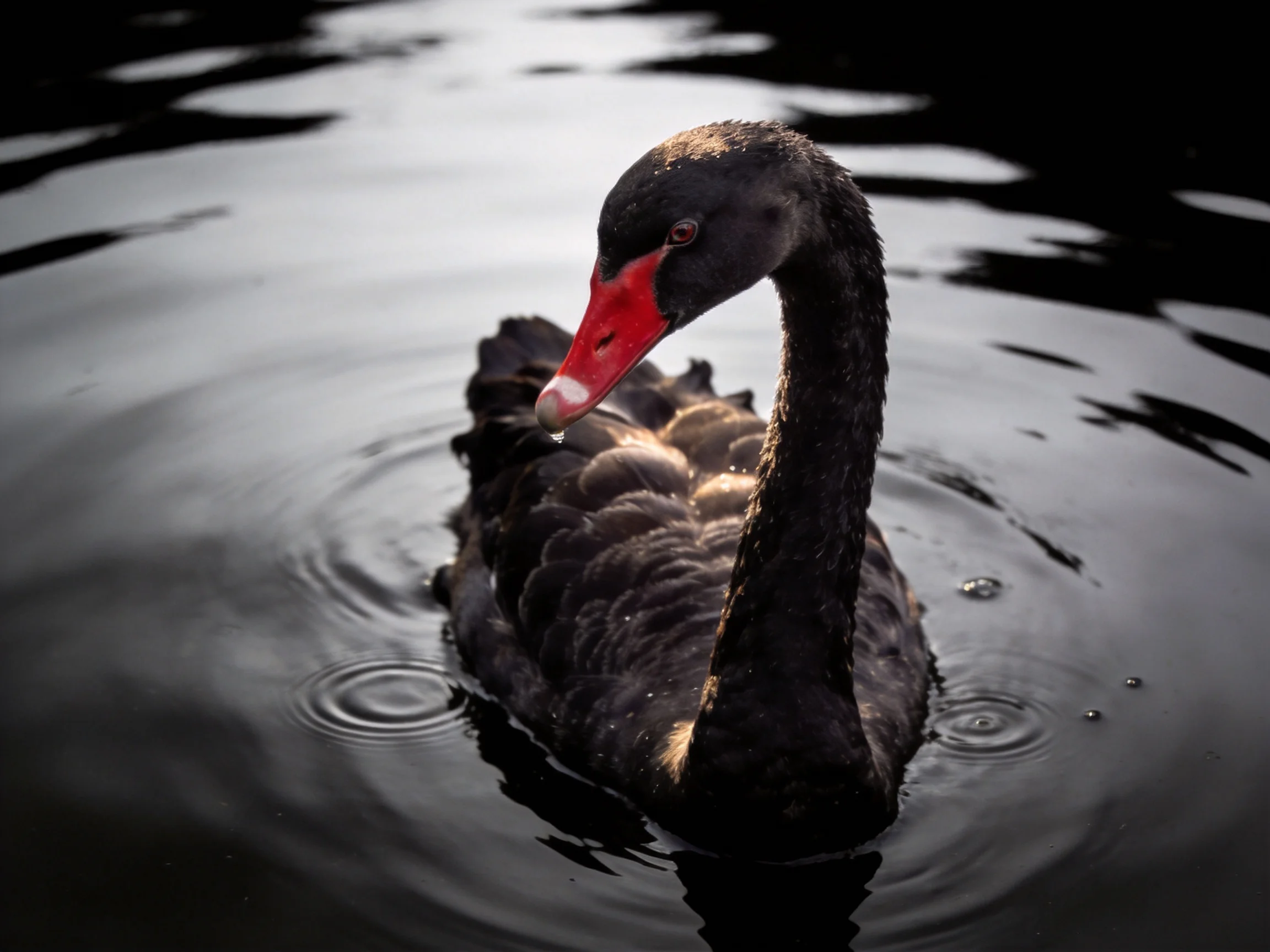 A black swan with a bright red beak floats on dark water.