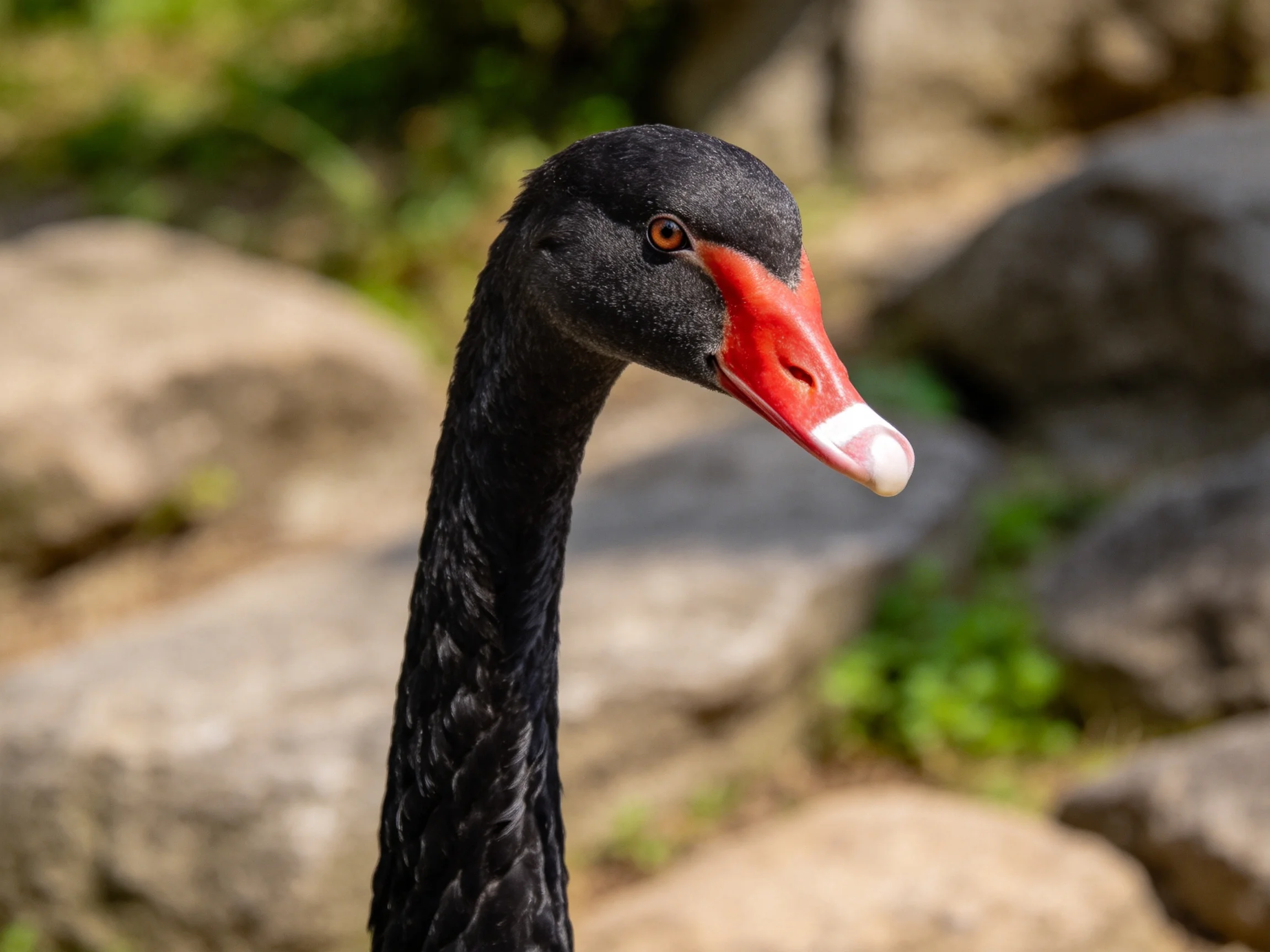 A black swan with a bright red beak near rocky surroundings