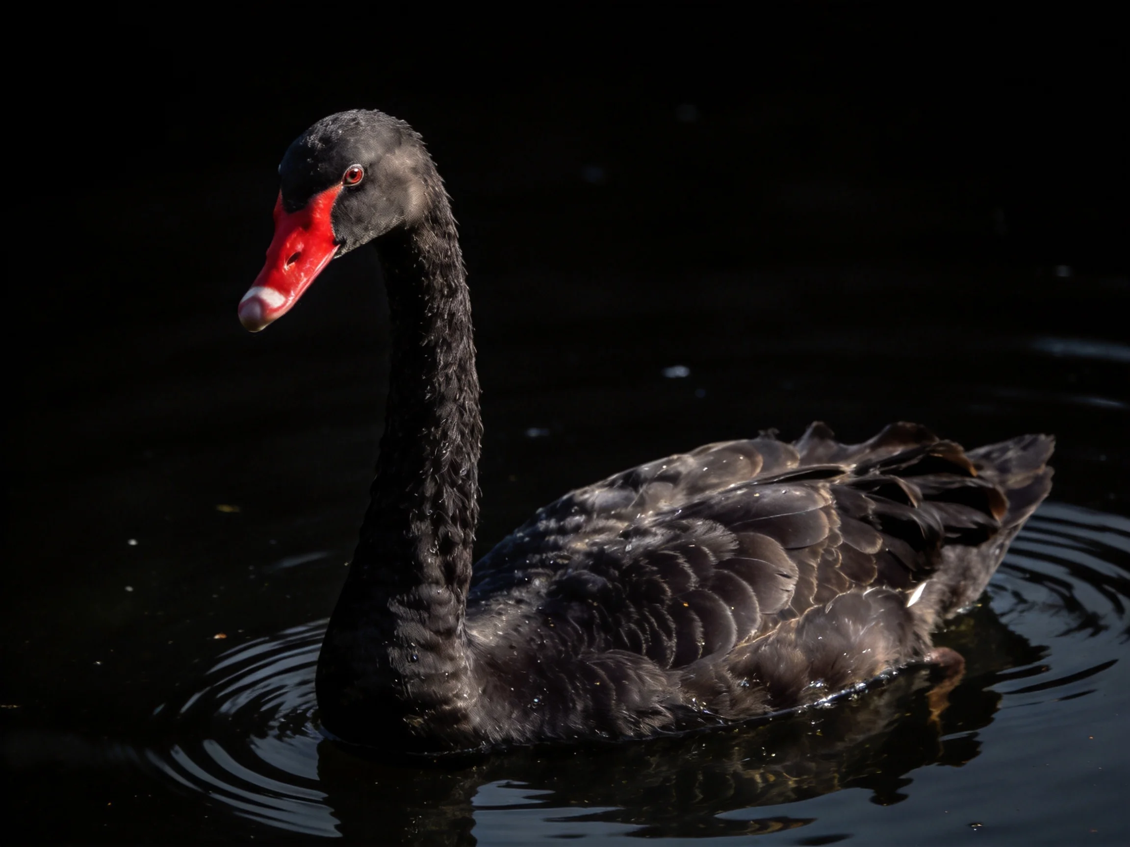 A black swan with a red beak floats on dark water