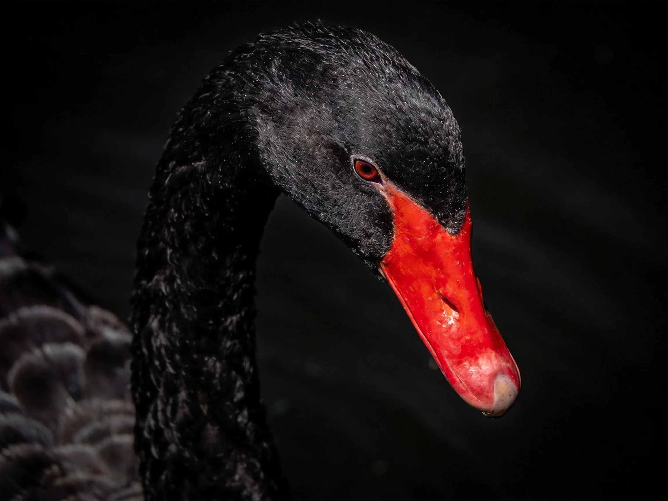 A black swan with a bright red beak contrasts sharply with the dark surroundings.