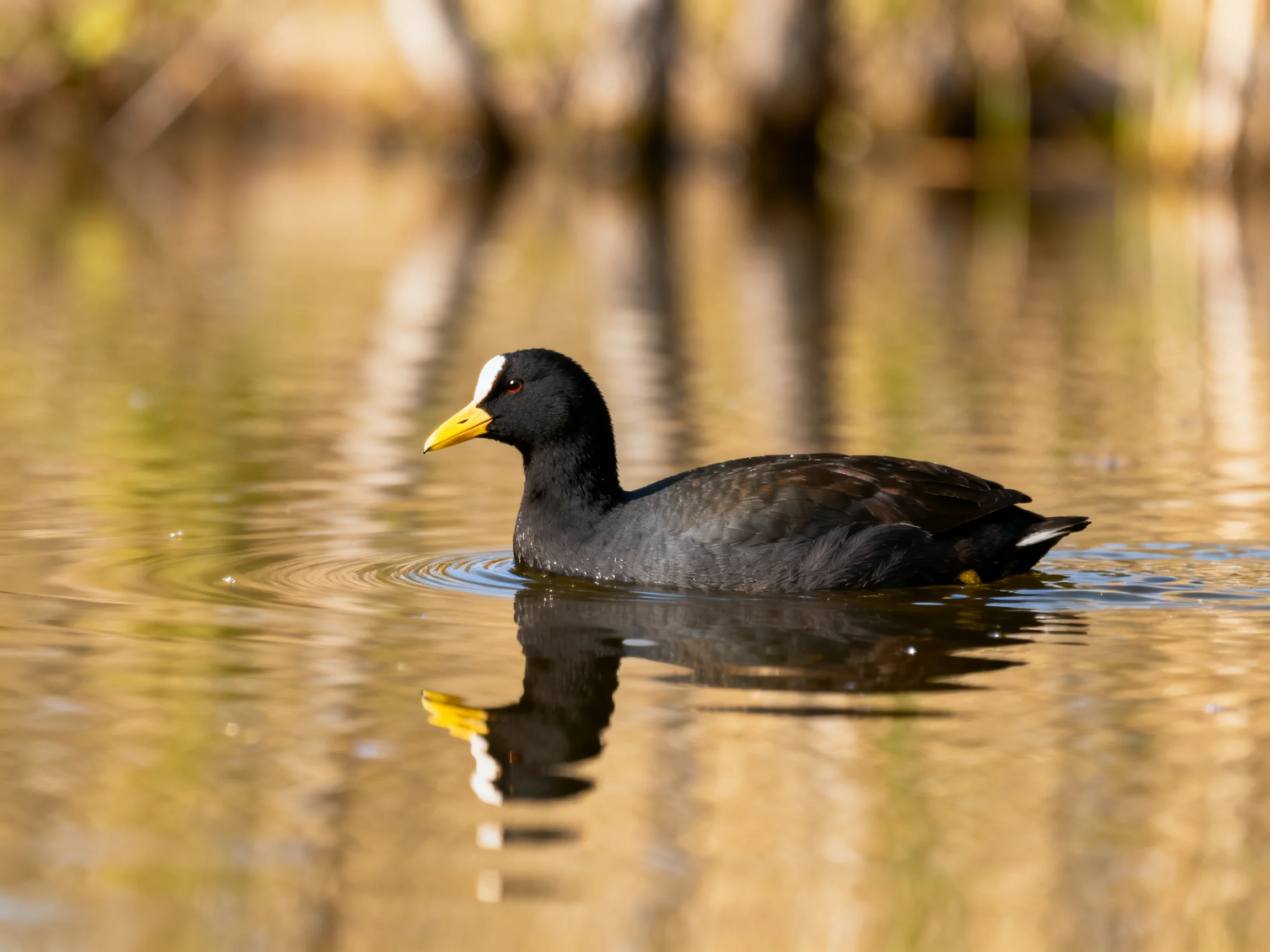 A black waterbird with a white forehead moves through calm water.