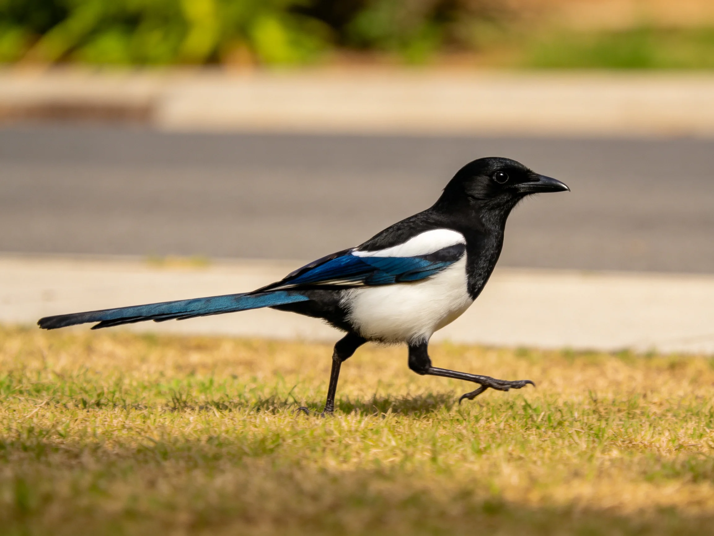 A black, white, and blue magpie walks on dry grass near a paved area
