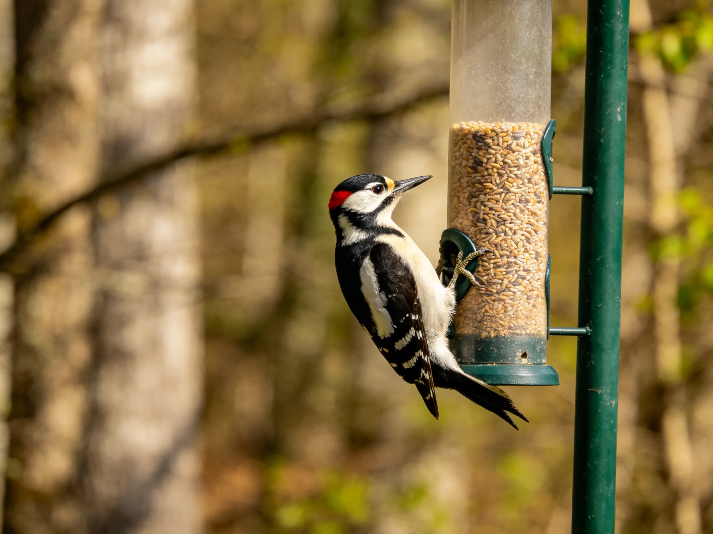 A black, white, and red woodpecker clinging to a green bird feeder