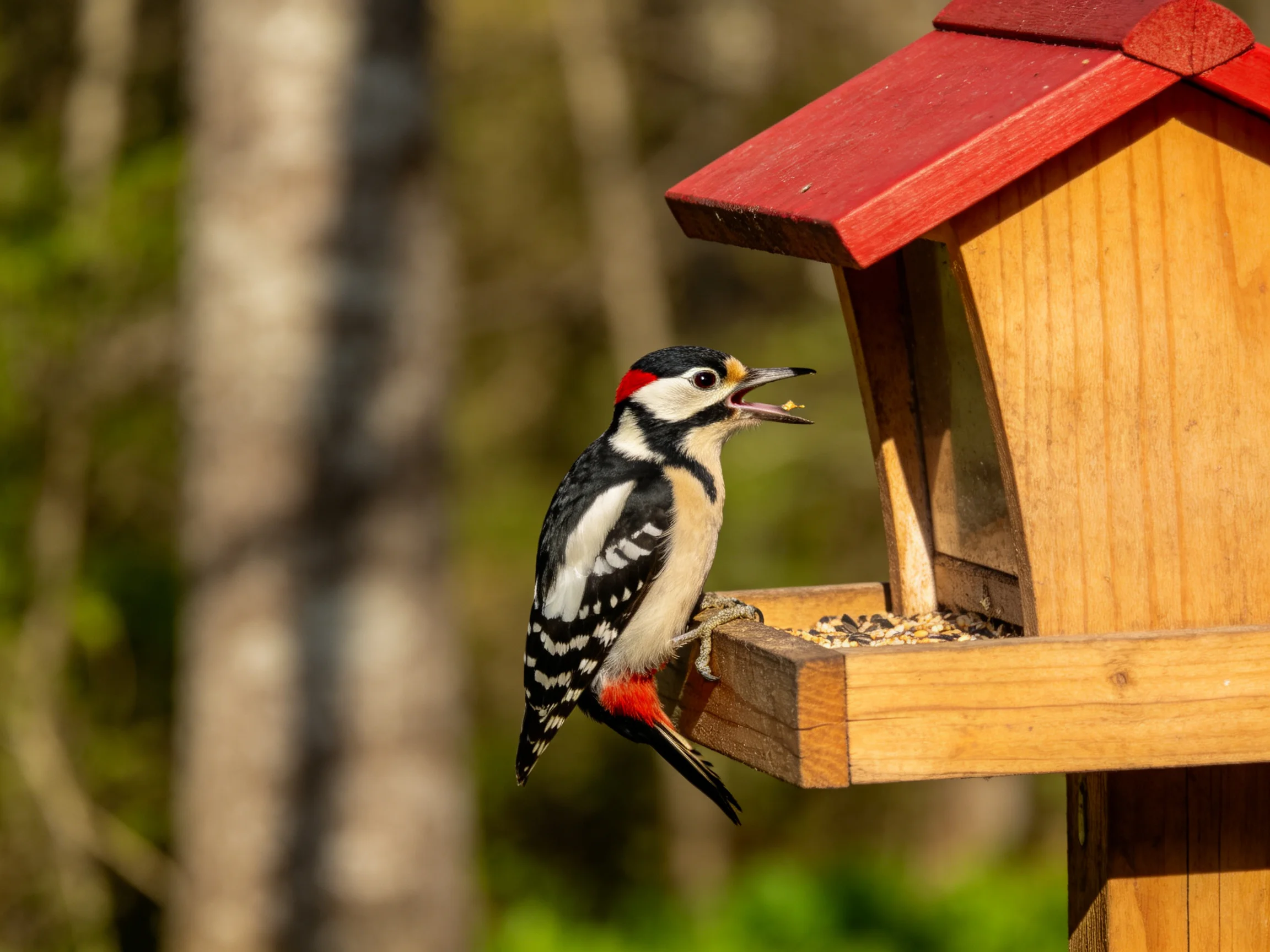 A black, white, and red woodpecker on a wooden bird feeder