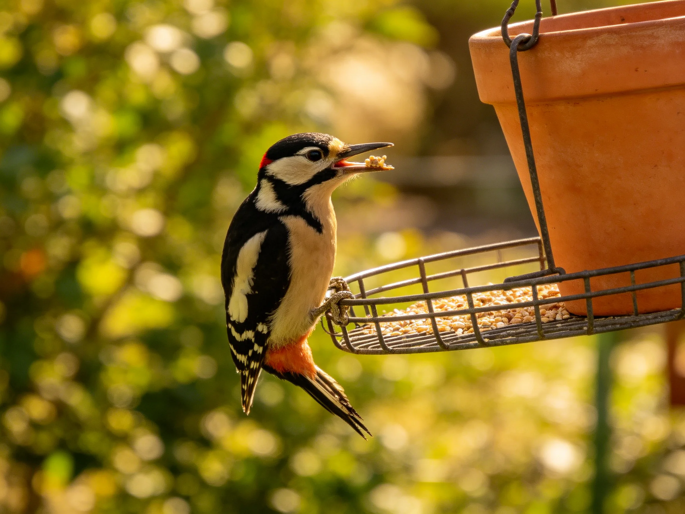 A black, white, and red woodpecker perched on a terracotta feeder