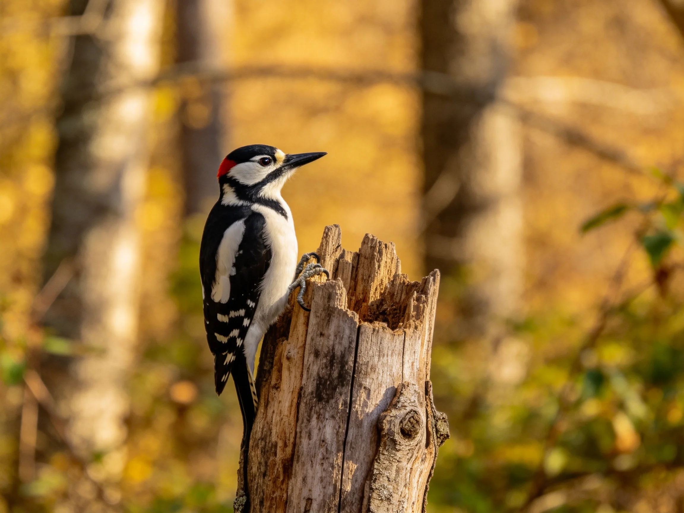 A black, white, and red woodpecker perched on a weathered tree stump