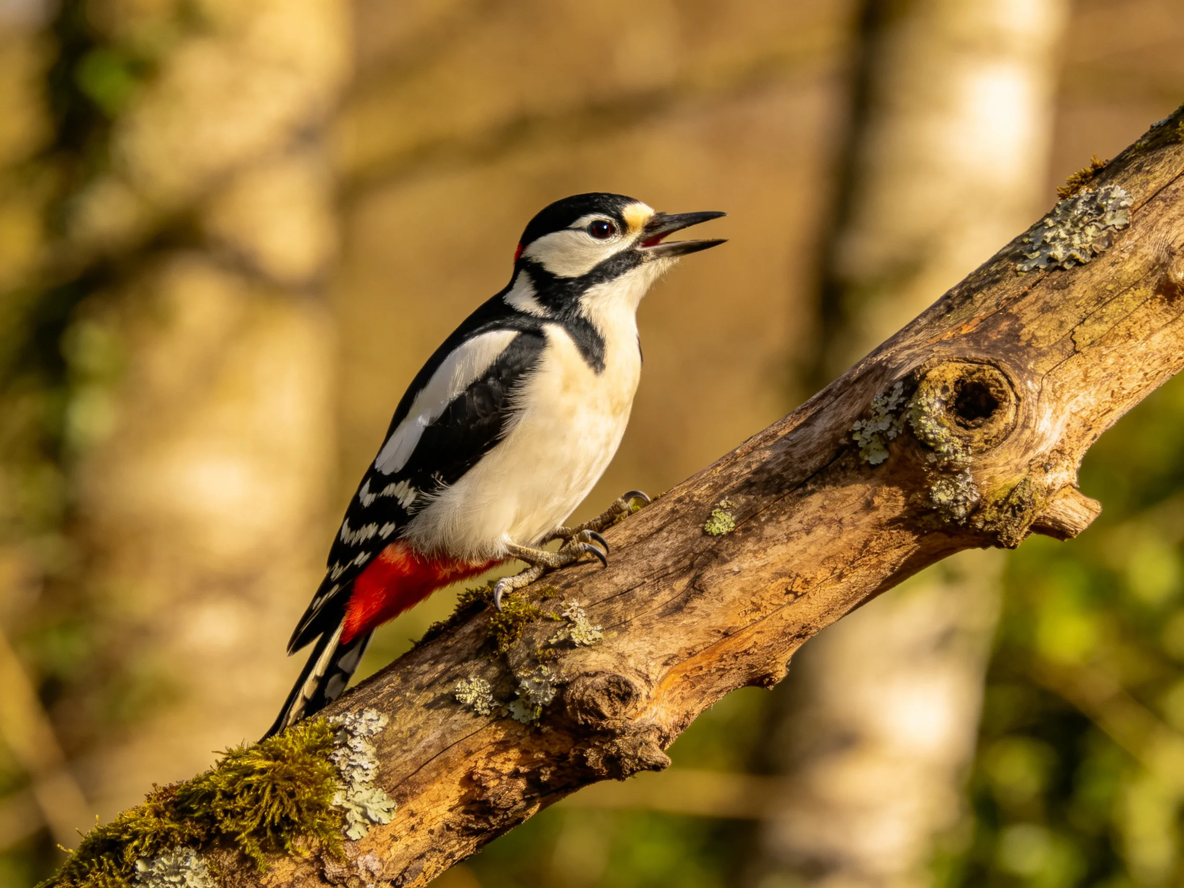 A black, white, and red woodpecker perches on a mossy tree branch