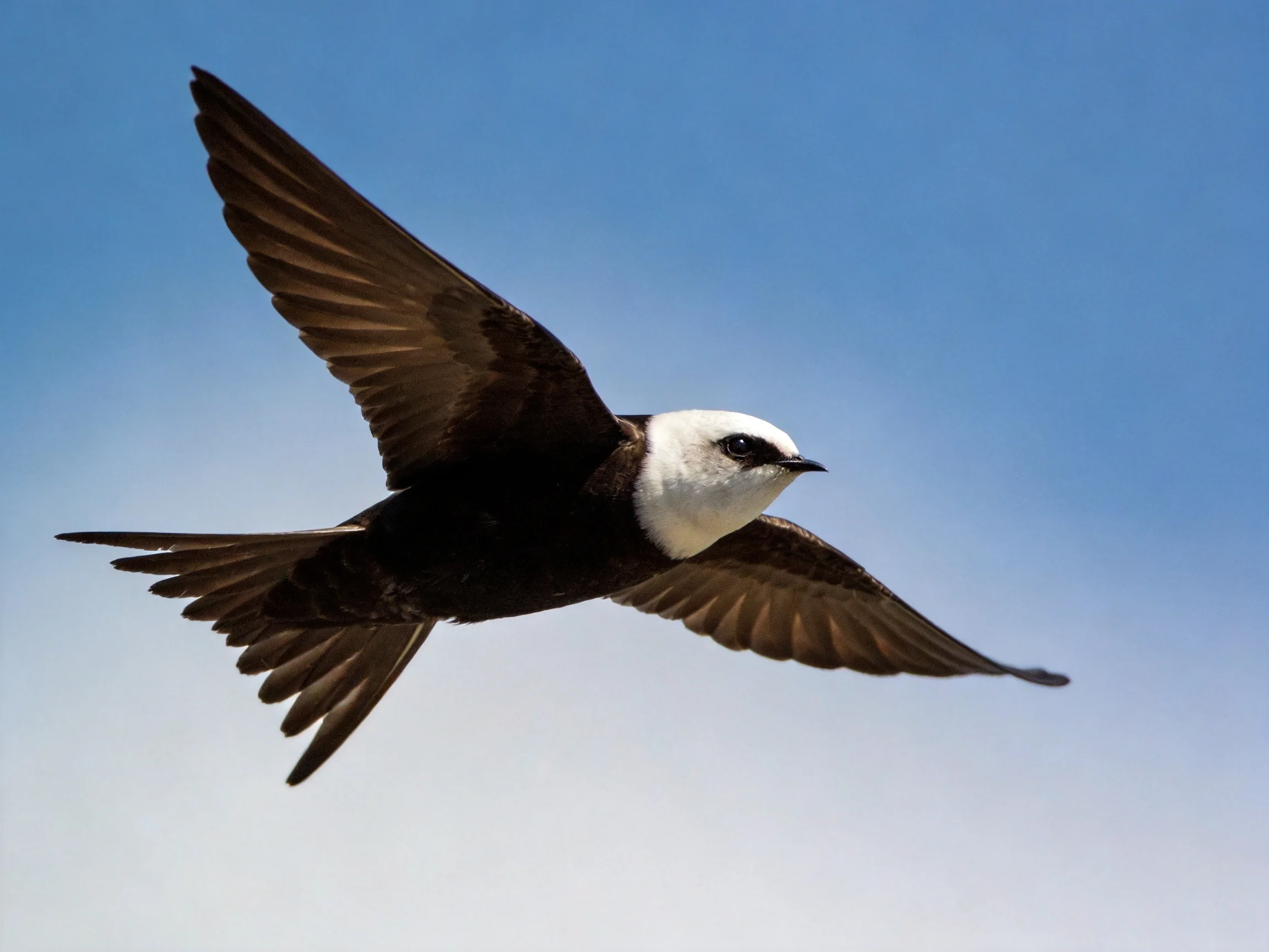 A black-winged bird with white face flies in open sky.