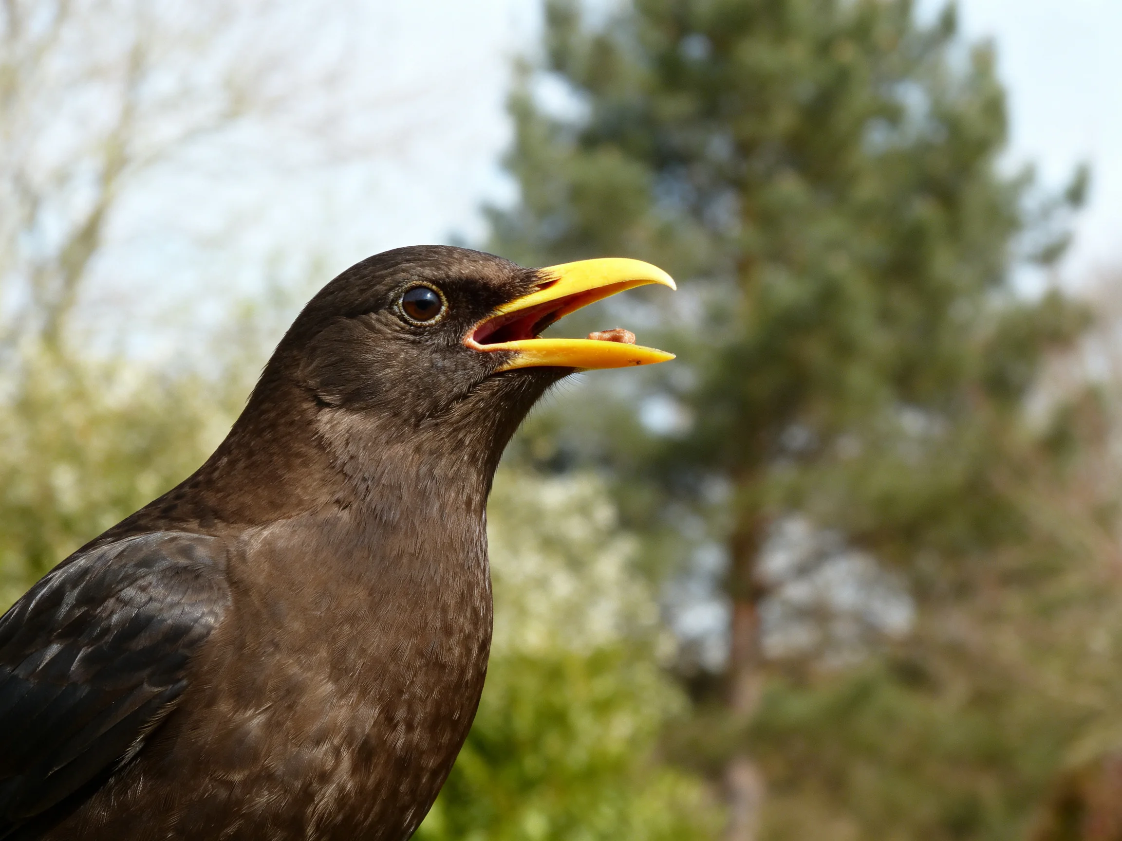 A blackbird with bright yellow beak near green trees