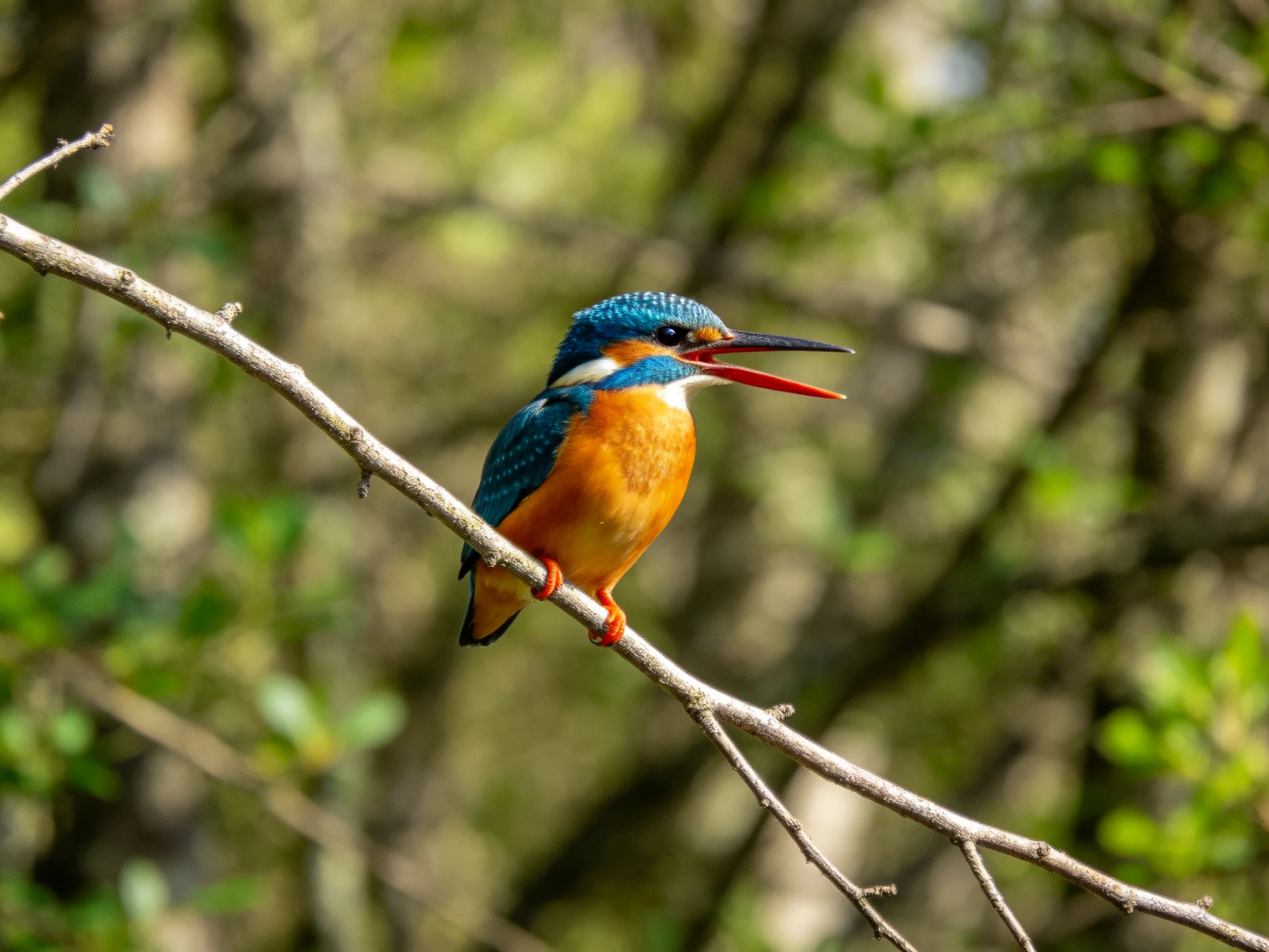 A blue and orange kingfisher perched on a thin branch